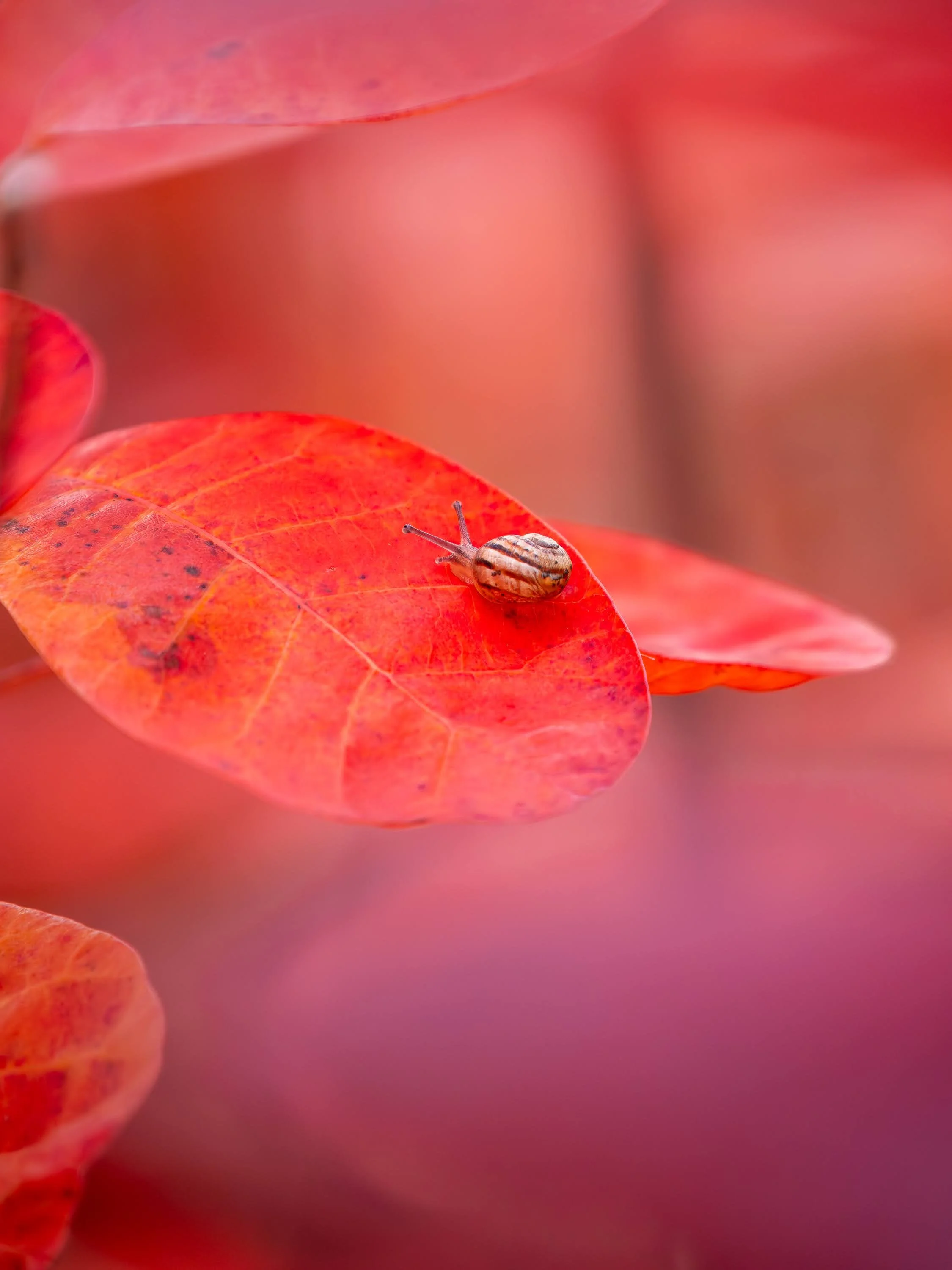Eine winzige Schnecke mit Häuschen auf einem leuchtend roten Blatt