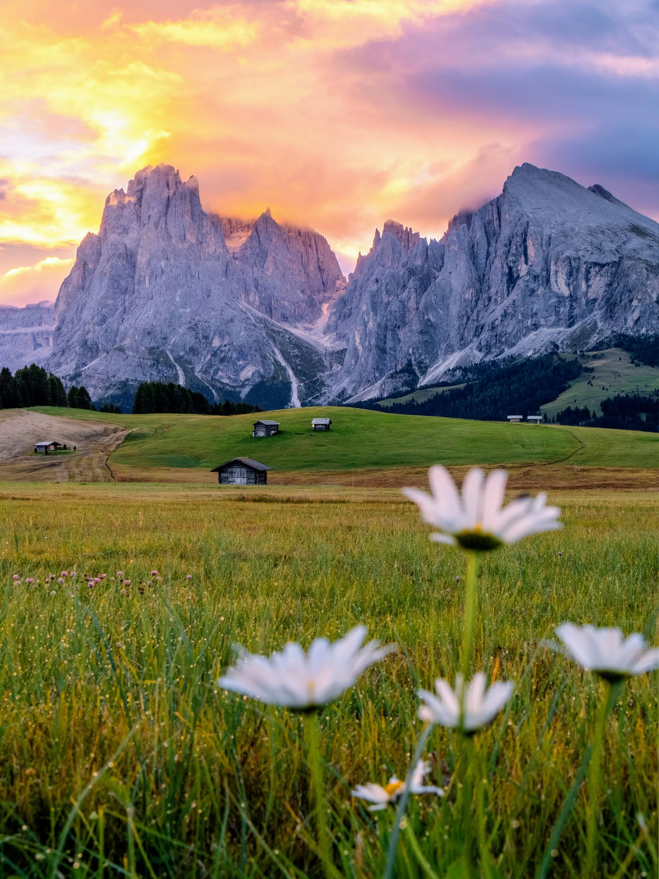 Eindrucksvoller Sonnenaufgang auf der Seiser Alm. Lila und orangefarbene weiche Wolken über dem Langkofel, davor kleine Holzhütten. Im Vordergrund eine Wiese mit Wildblumen.