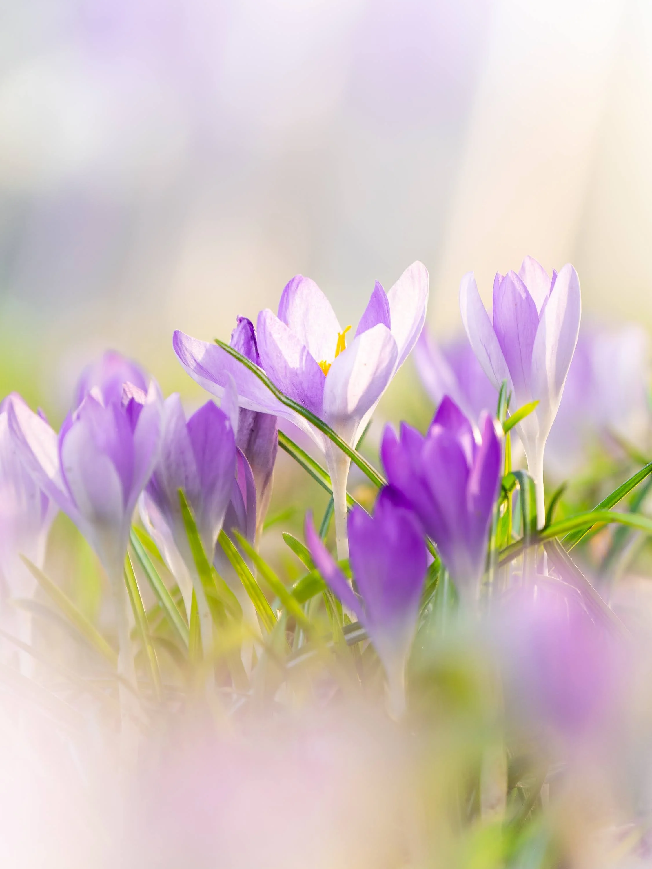 Lila Krokusblüten in einer Wiese
