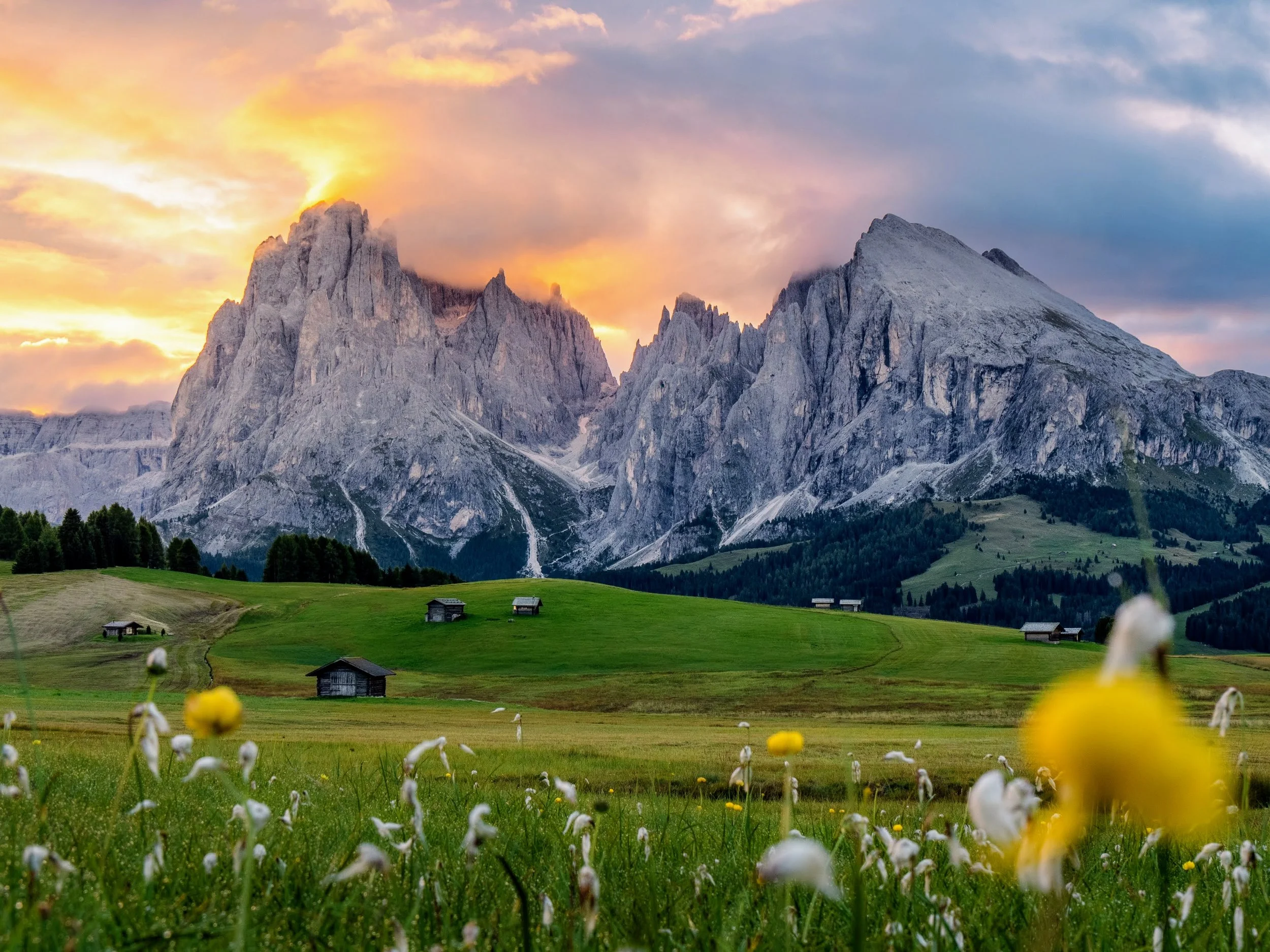 Sonnenaufgangsszene in den Dolomiten: Blick über die Seiser Alm zum Langkofel, im Vordergrund Wiesenblumen
