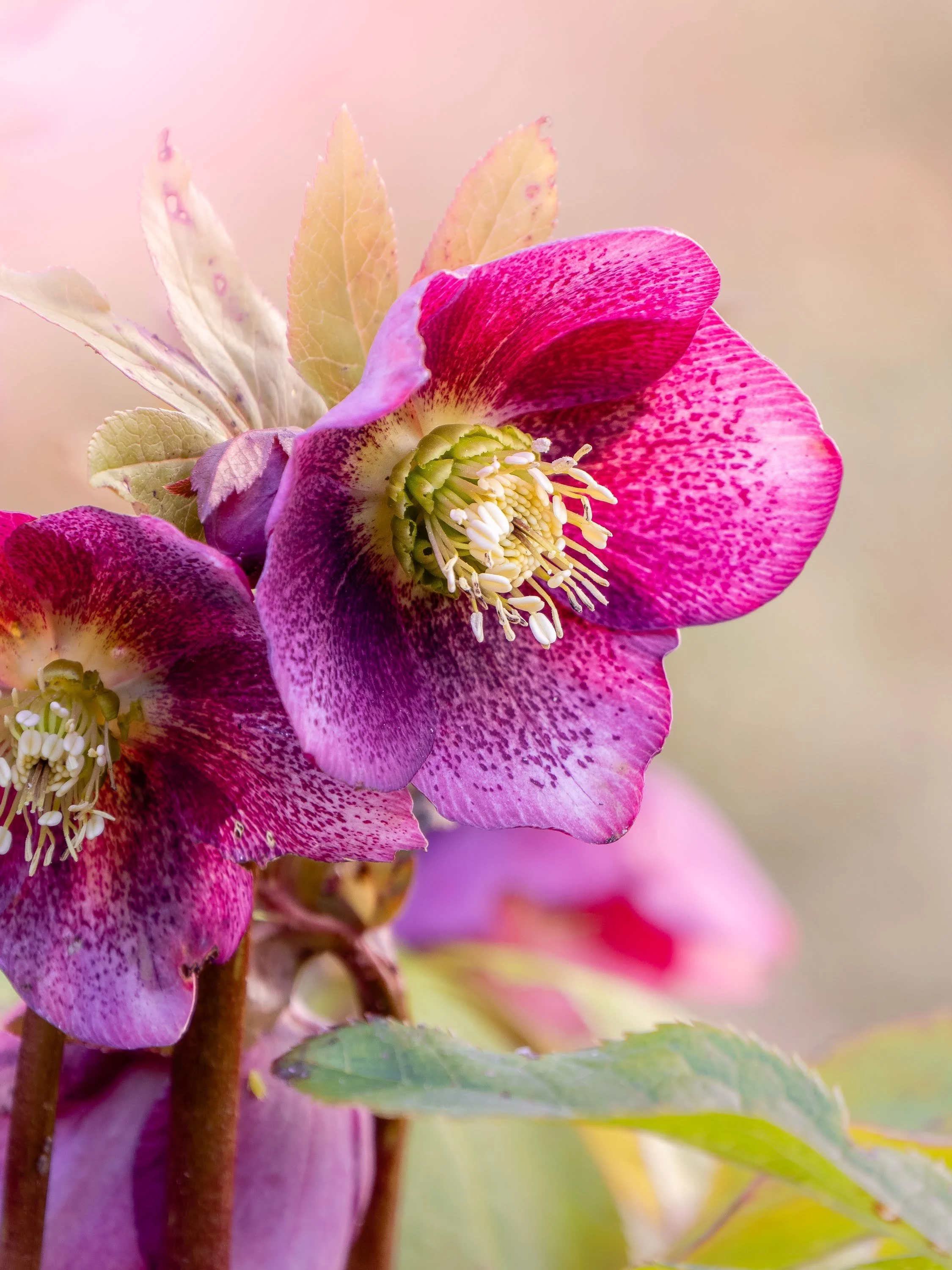 Prachtvolle Lenzrose