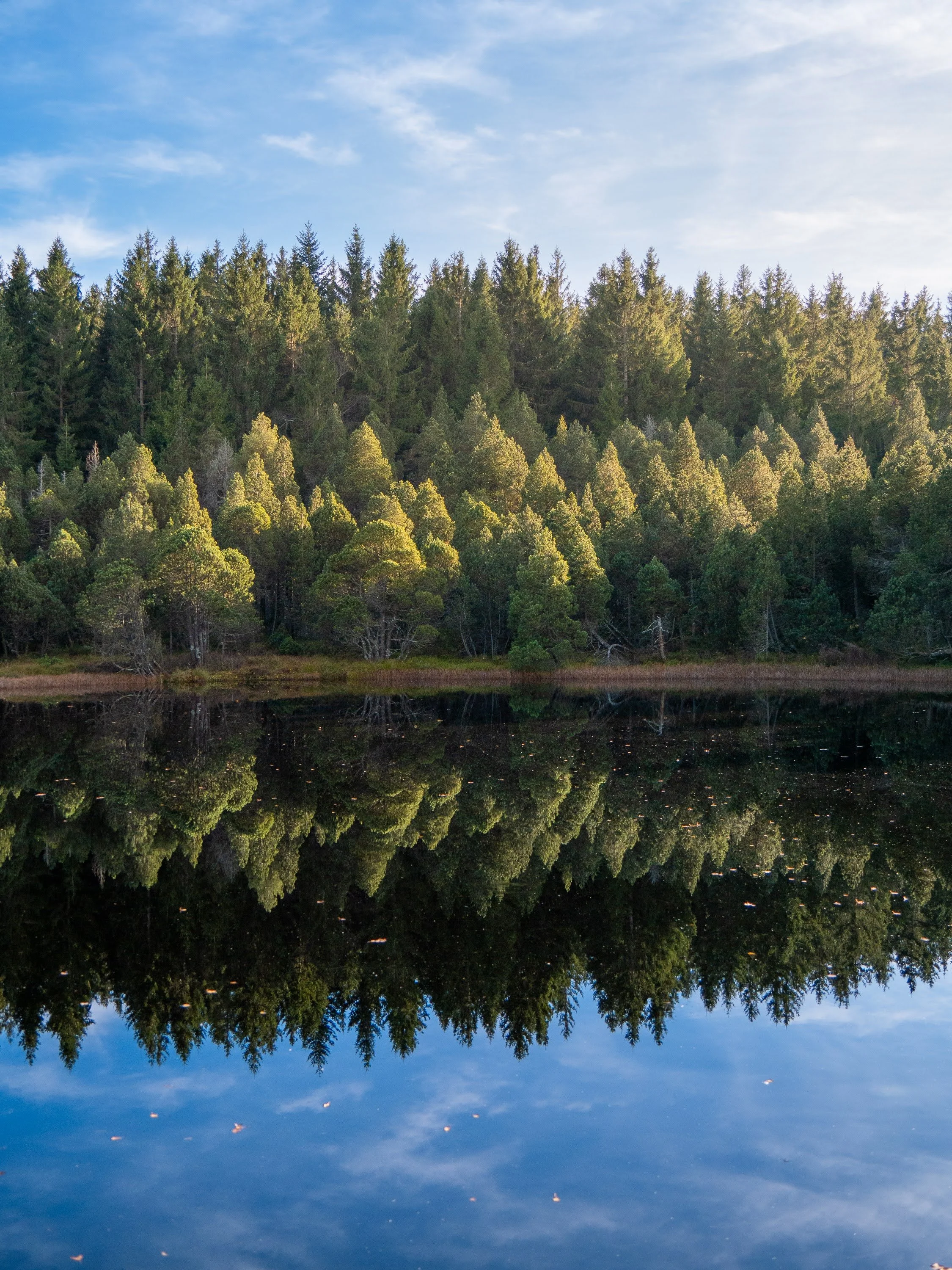 Der Blindensee bei Schonach im Schwarzwald im Abendlicht bei blauem Himmel mit perfekter Spiegelung der grünen Tannen