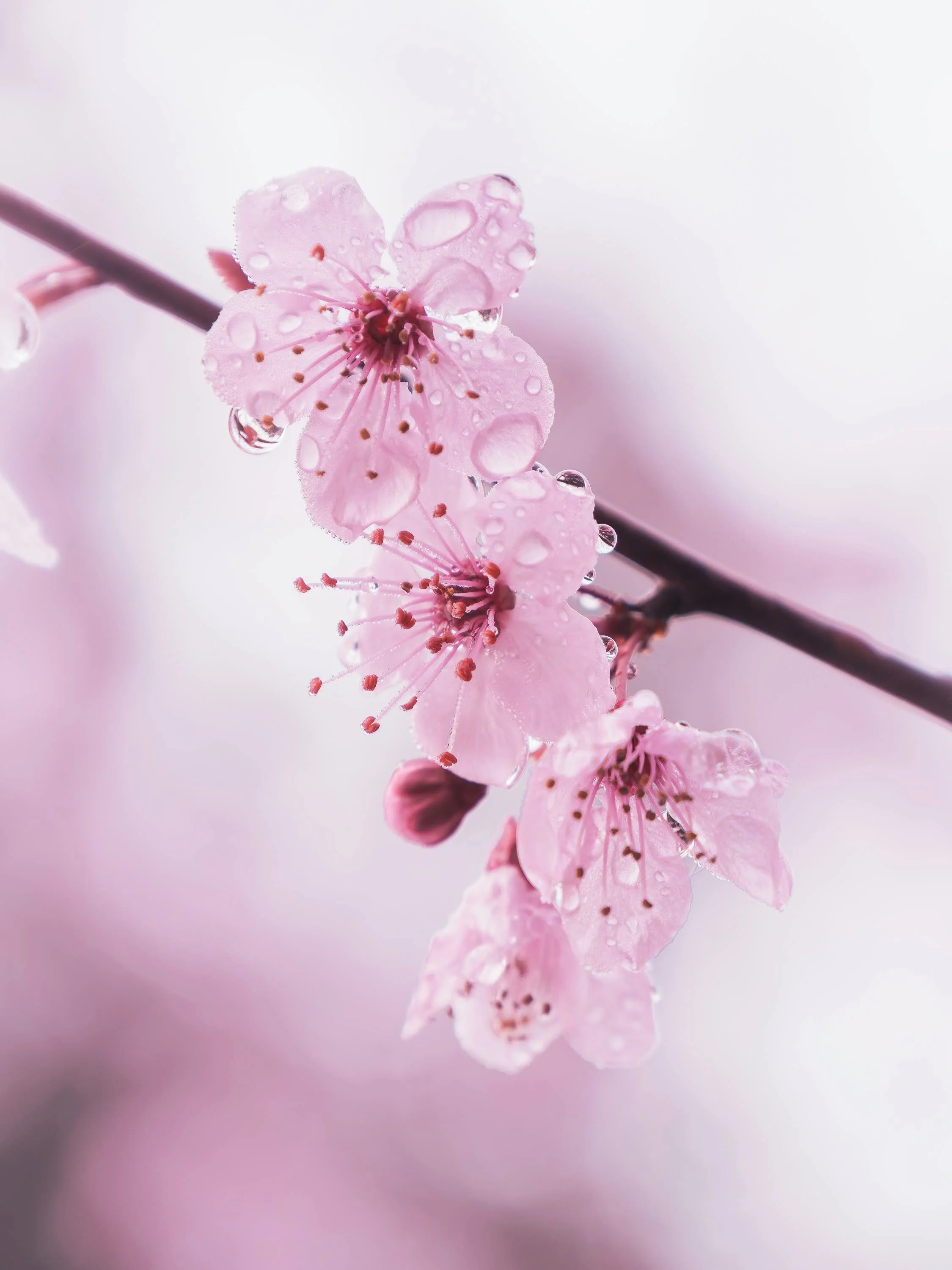 Vier rosa Kirschblüten an einem Zweig, bedeckt mit Regentropfen