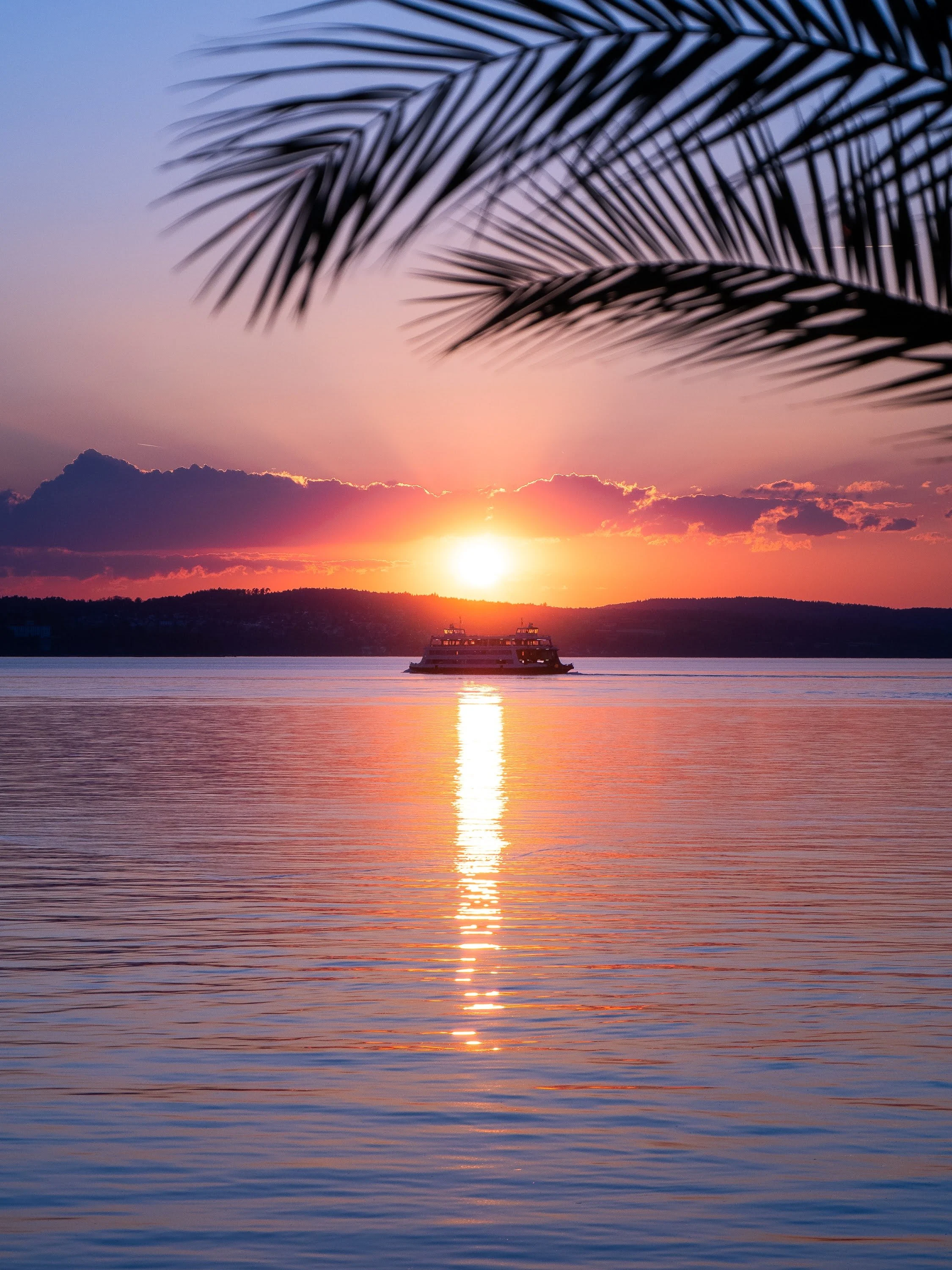 Sommerliche Szene am Bodensee: Eine Fähre in der Mitte des Sees, genau dahinter die untergehende Sonne. Das Bild wird oben von Palmzweigen im Vordergrund eingerahmt.