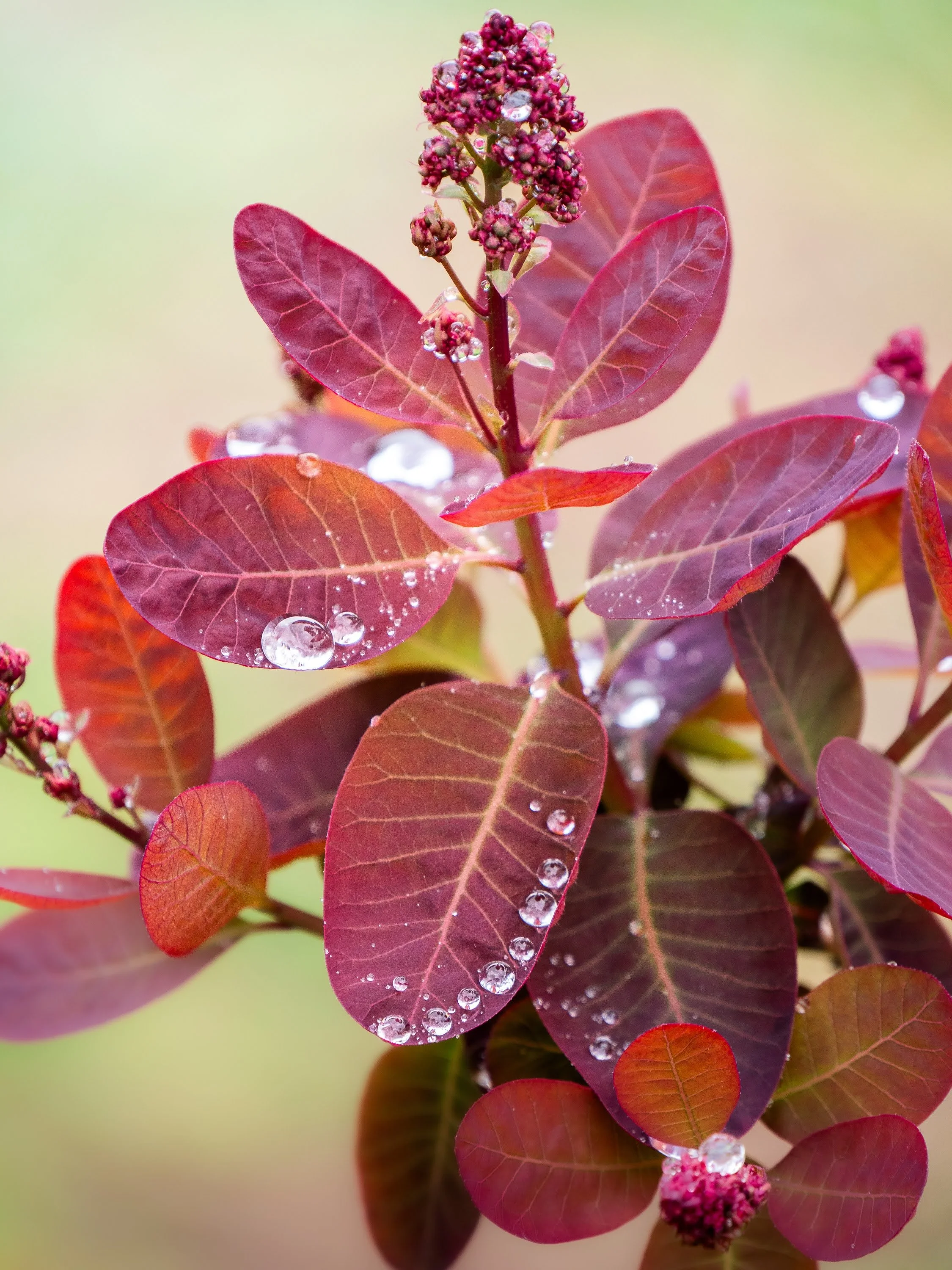 Rote Blätter eines Perückenstrauchs mit glitzernen Wassertropfen