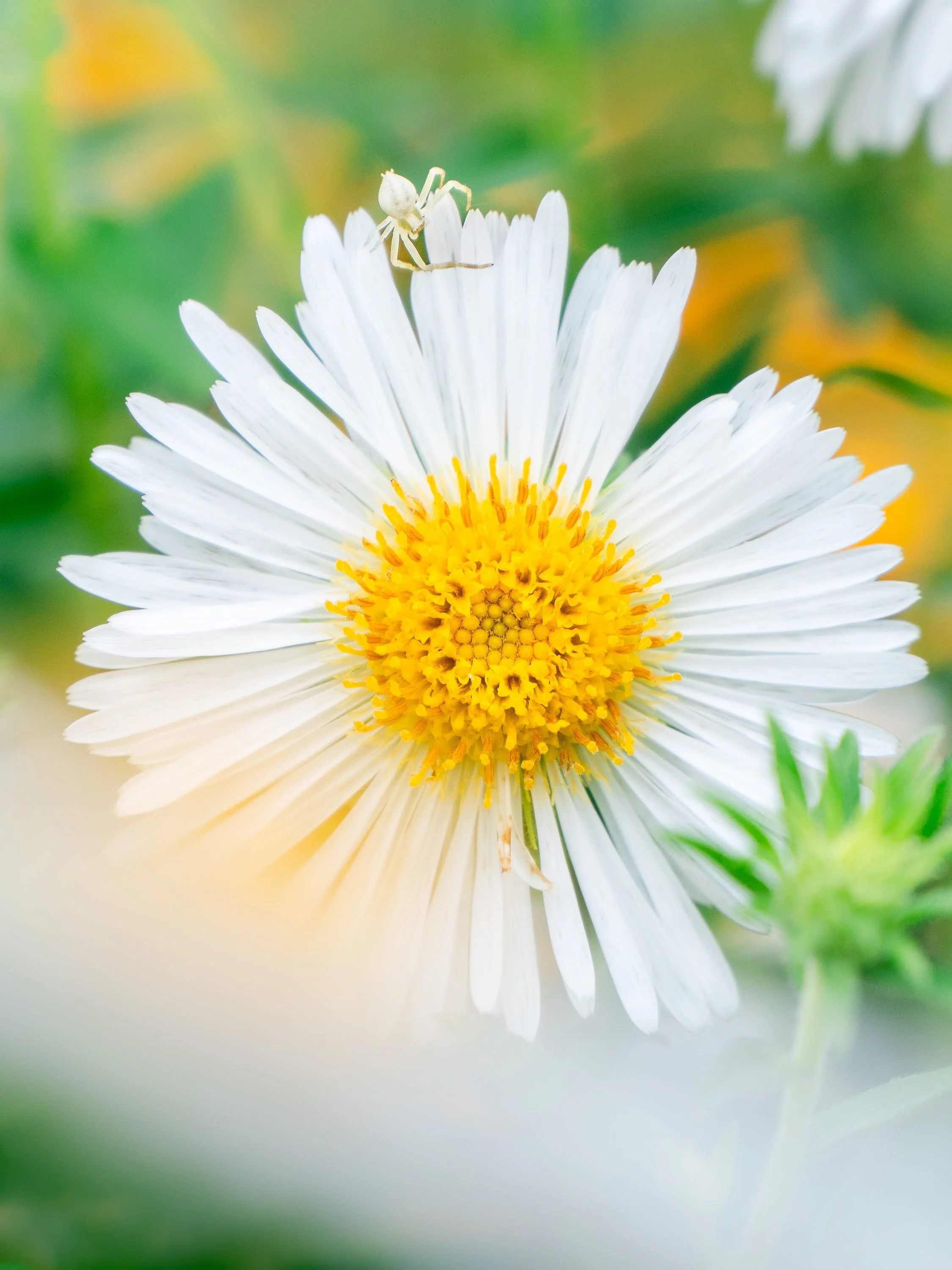 Kleine weiße Krabbenspinne auf einer weißen Blüte