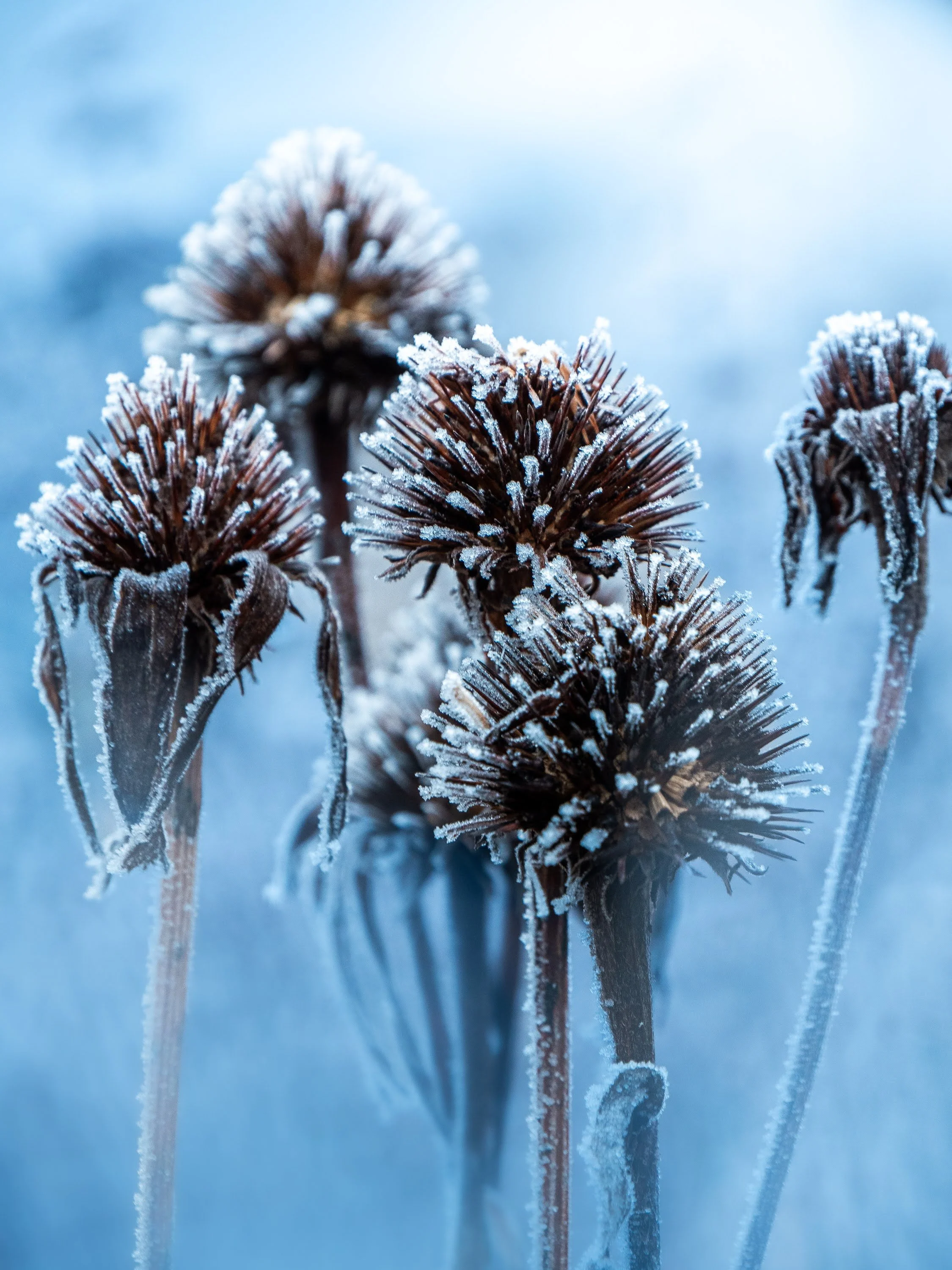 Kahle Blütenstände einiger Sonnenhüte überzogen von Frost