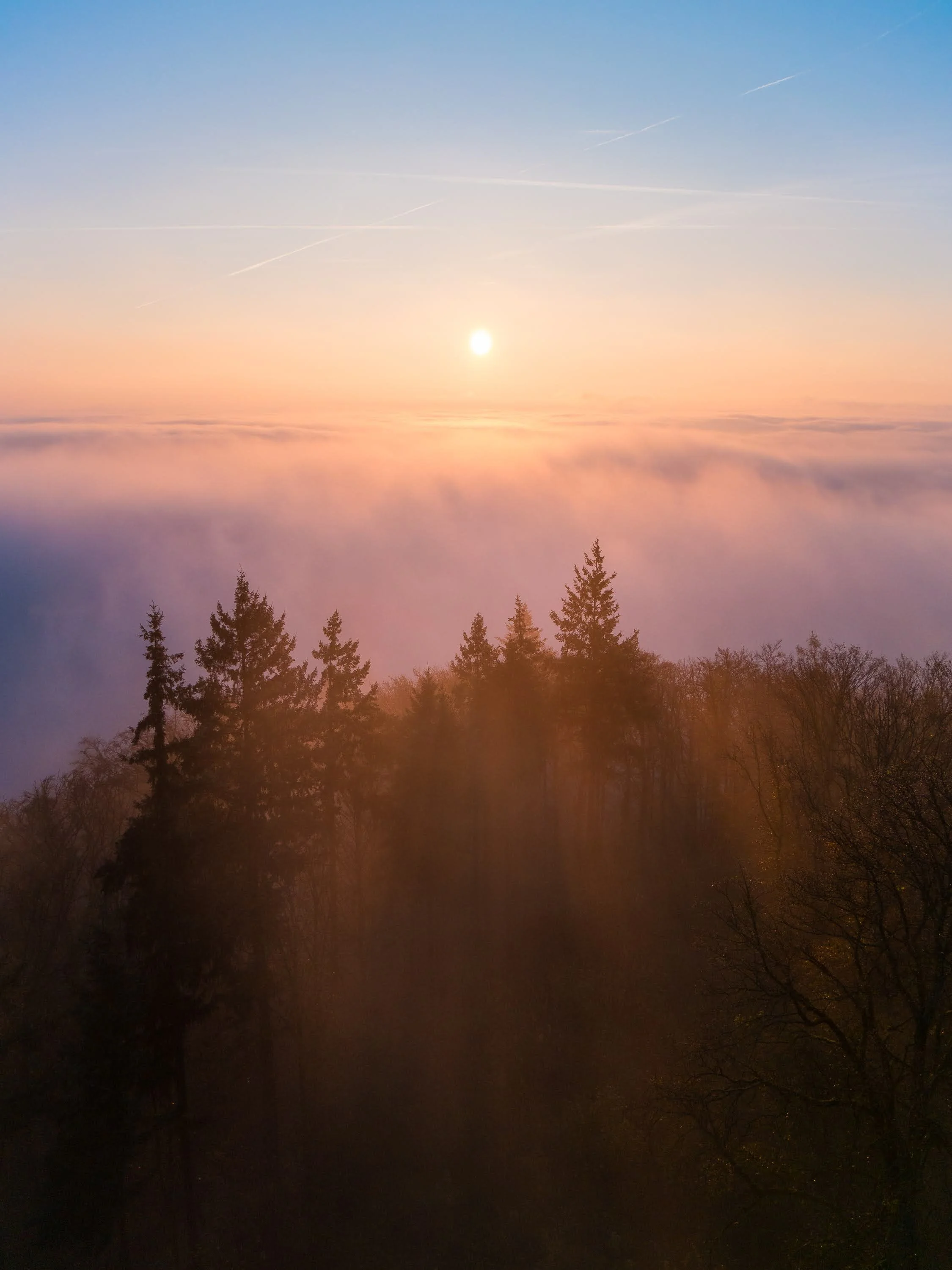 Sonnenaufgang über dem Nebelmeer, im Vordergrund Silhouetten von Tannen