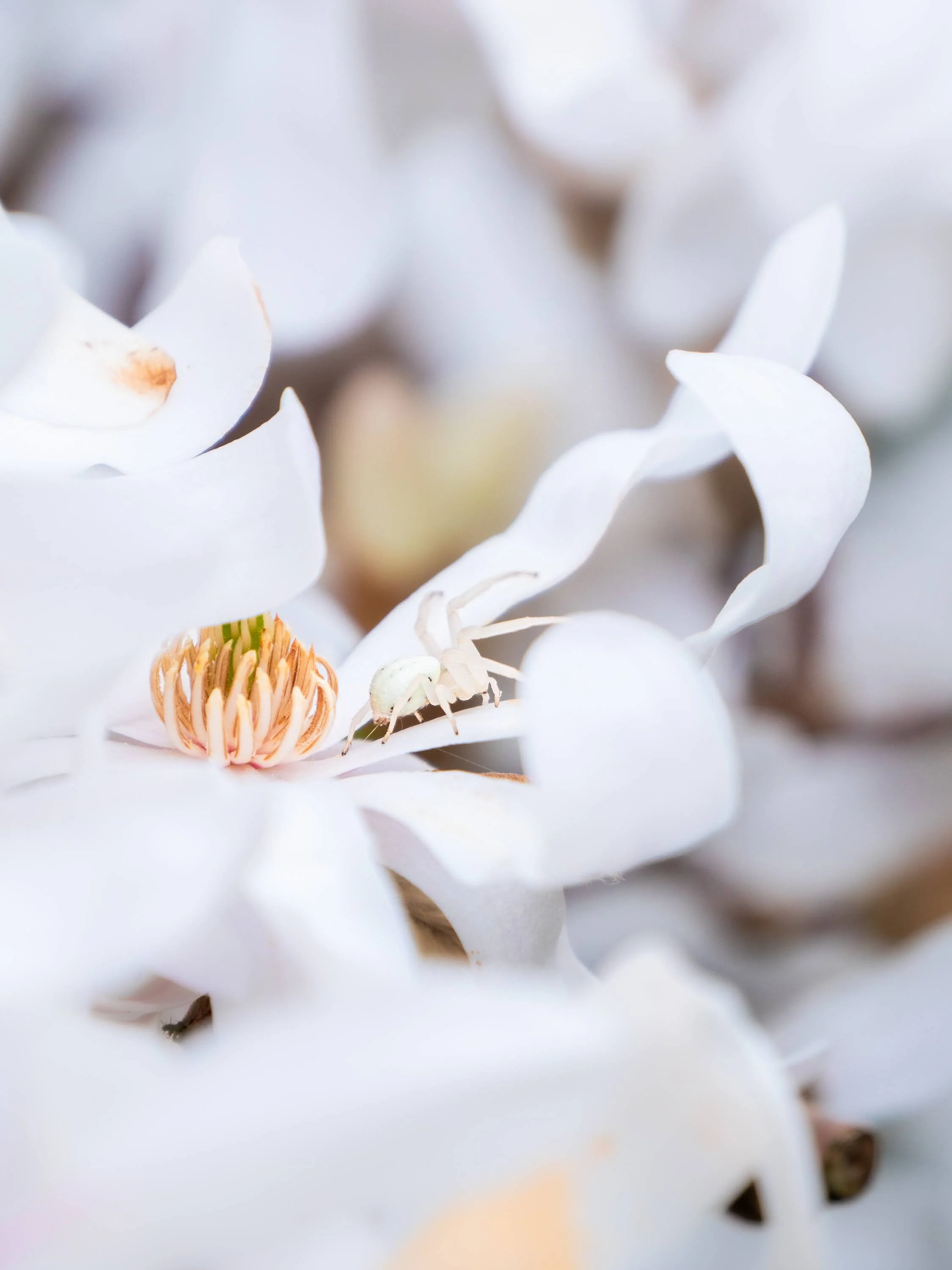 Weiße Magnolienblüte, auf der eine weiße Krabbenspinne sitzt