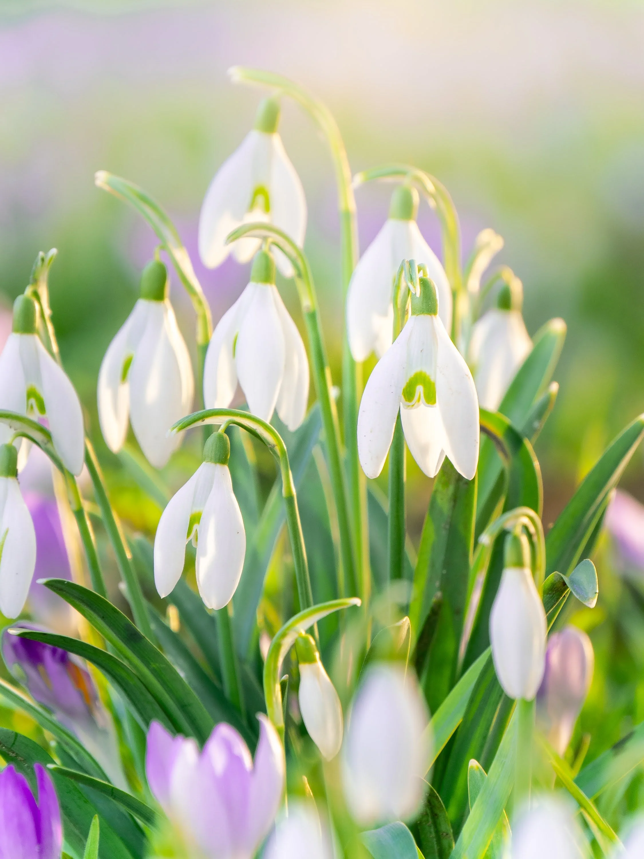 Schneeglöckchen werden von warmem Sonnenlicht angestrahlt