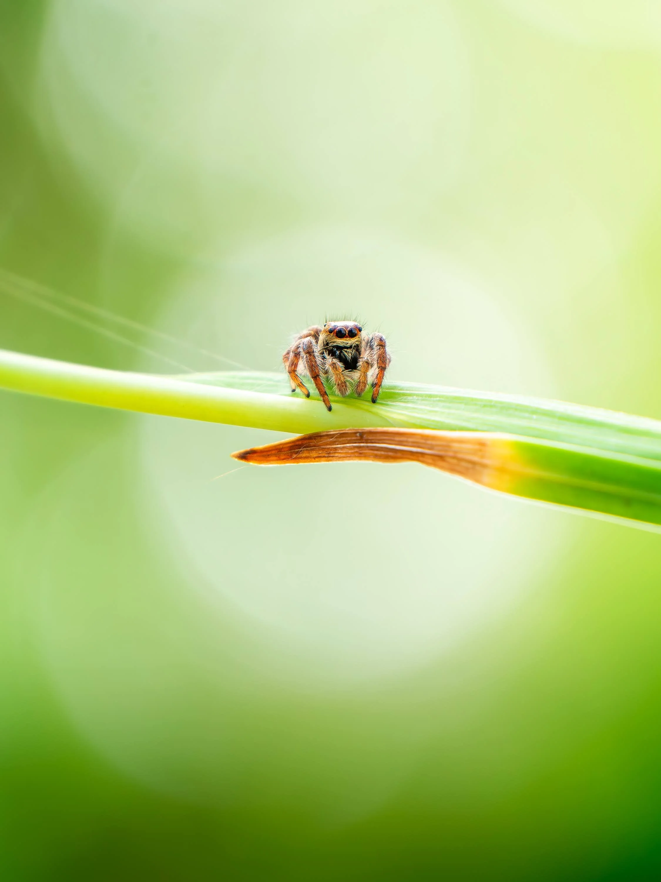 Makroaufnahme einer kleinen Springspinne, die auf einem Halm sitzt.