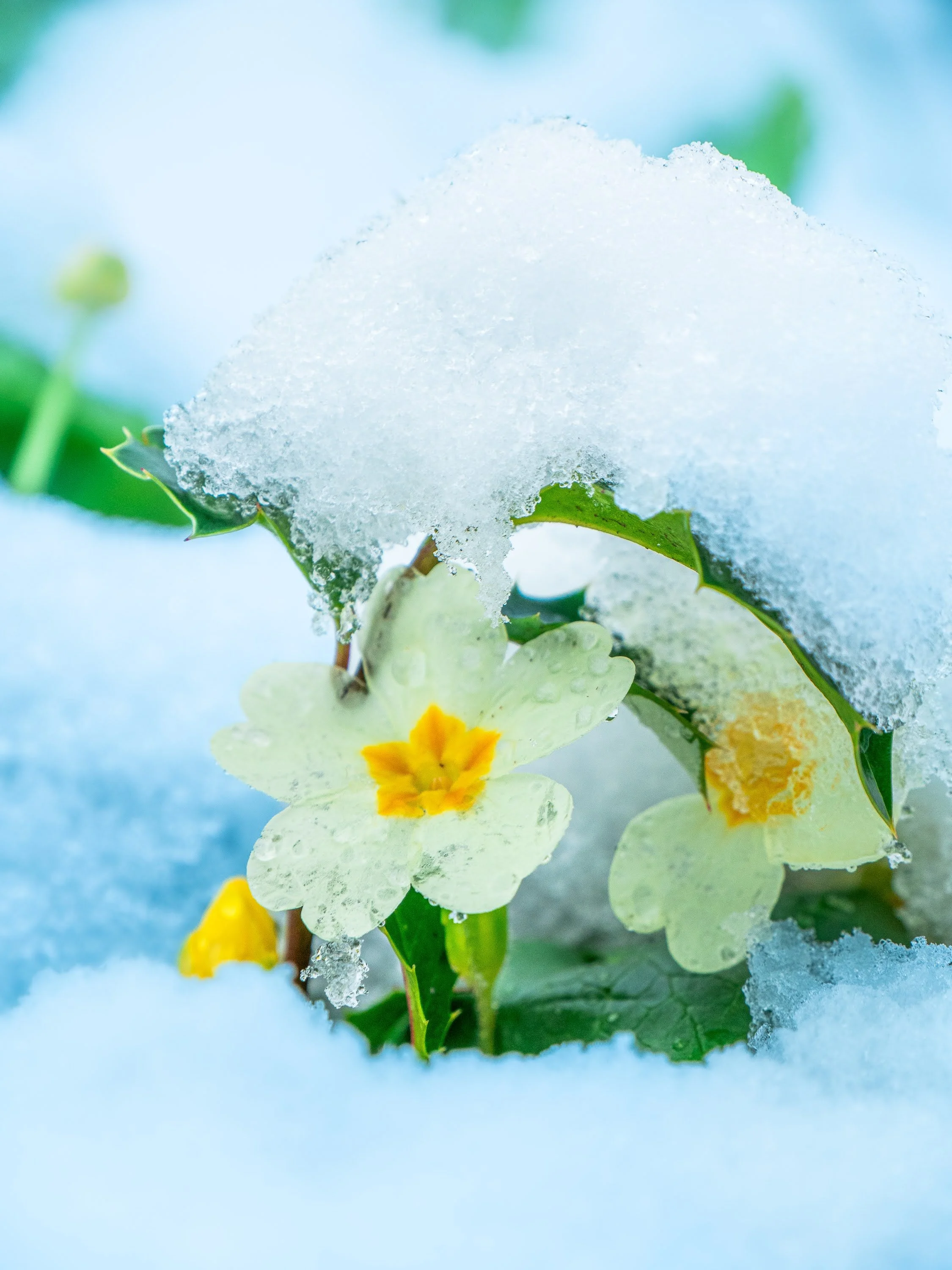 Gelbe Primel in einer Schneedecke