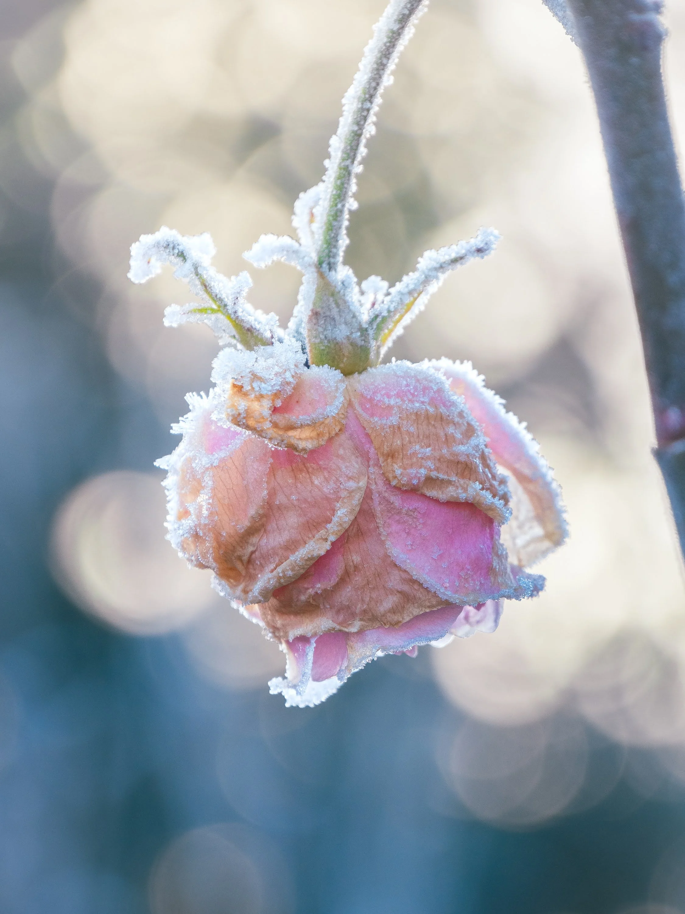 Eine mit Frost überzogene rosa Rosenblüte