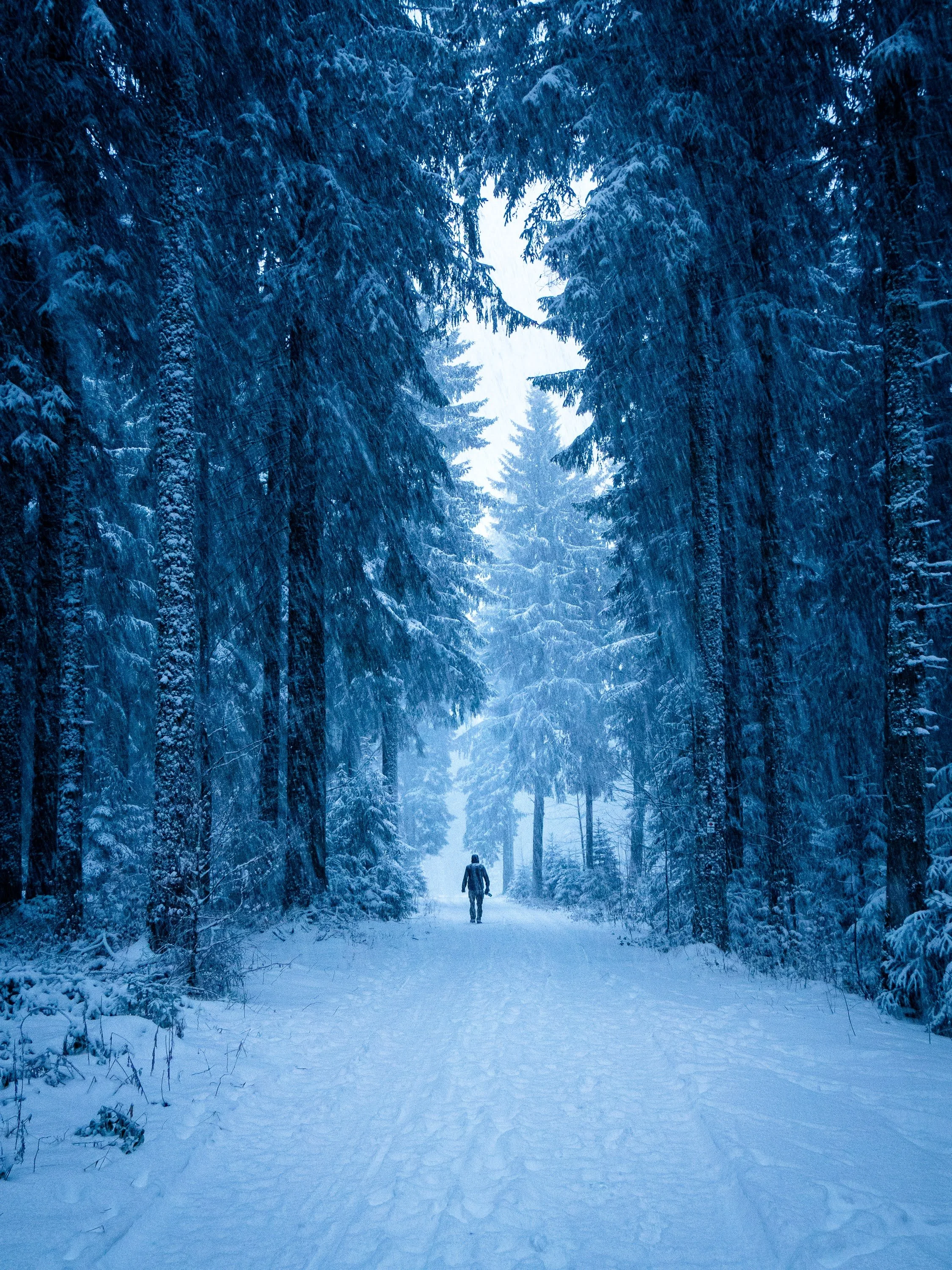 Winterliche Szene im Wald: Eine einzelne Person geht einen verschneiten Waldweg entlang, sie wirkt sehr klein im Vergleich zu den Tannen um sie herum. Das Bild ist ganz in Blautönen gehalten.