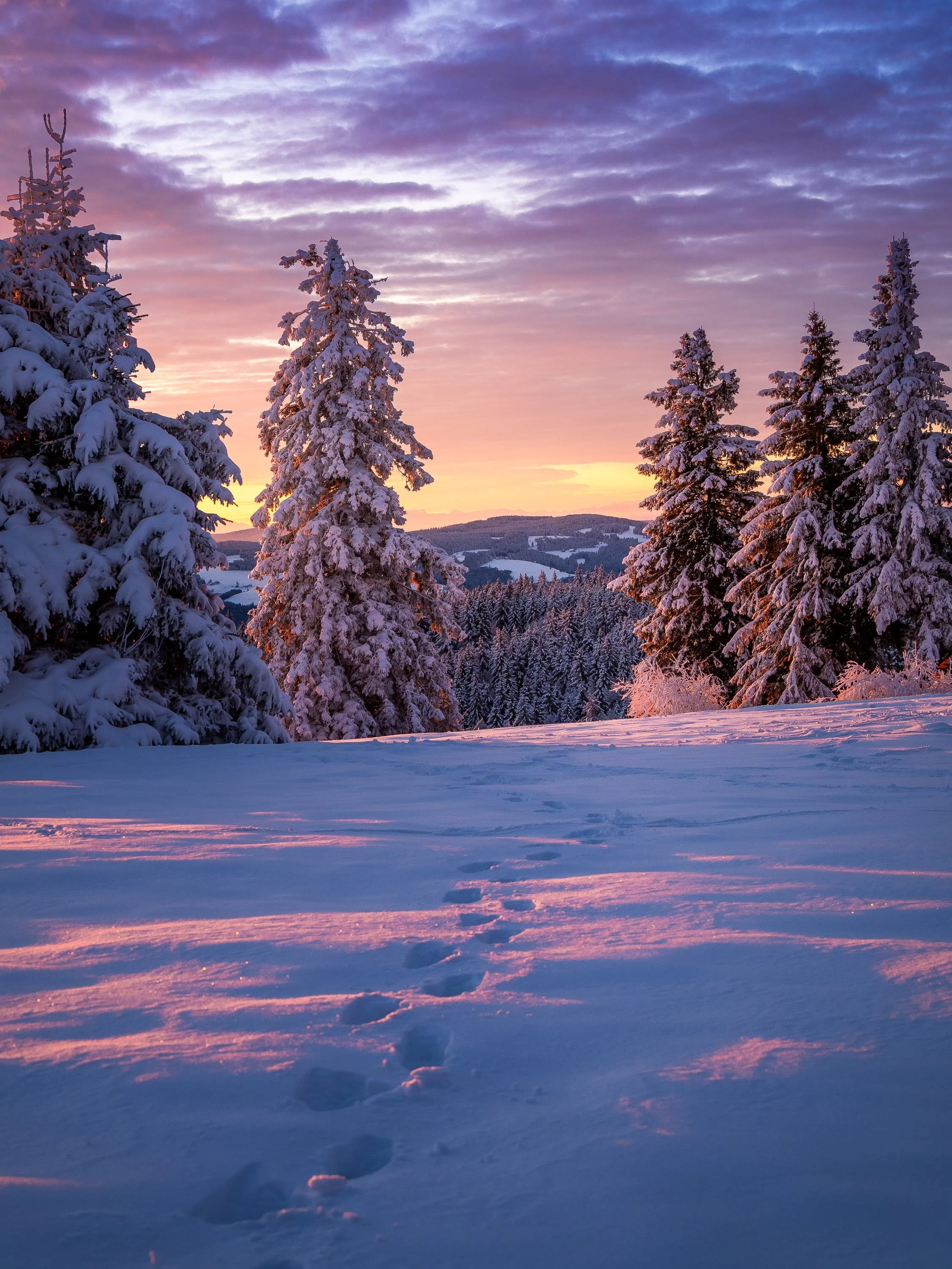 Winter-Szene bei Sonnenaufgang: Eine Pfad aus einsamen Fußspuren in einer unberührten Schneedecke führt zwischen verschneite Bäume, im Hintergrund Schwarzwaldberge