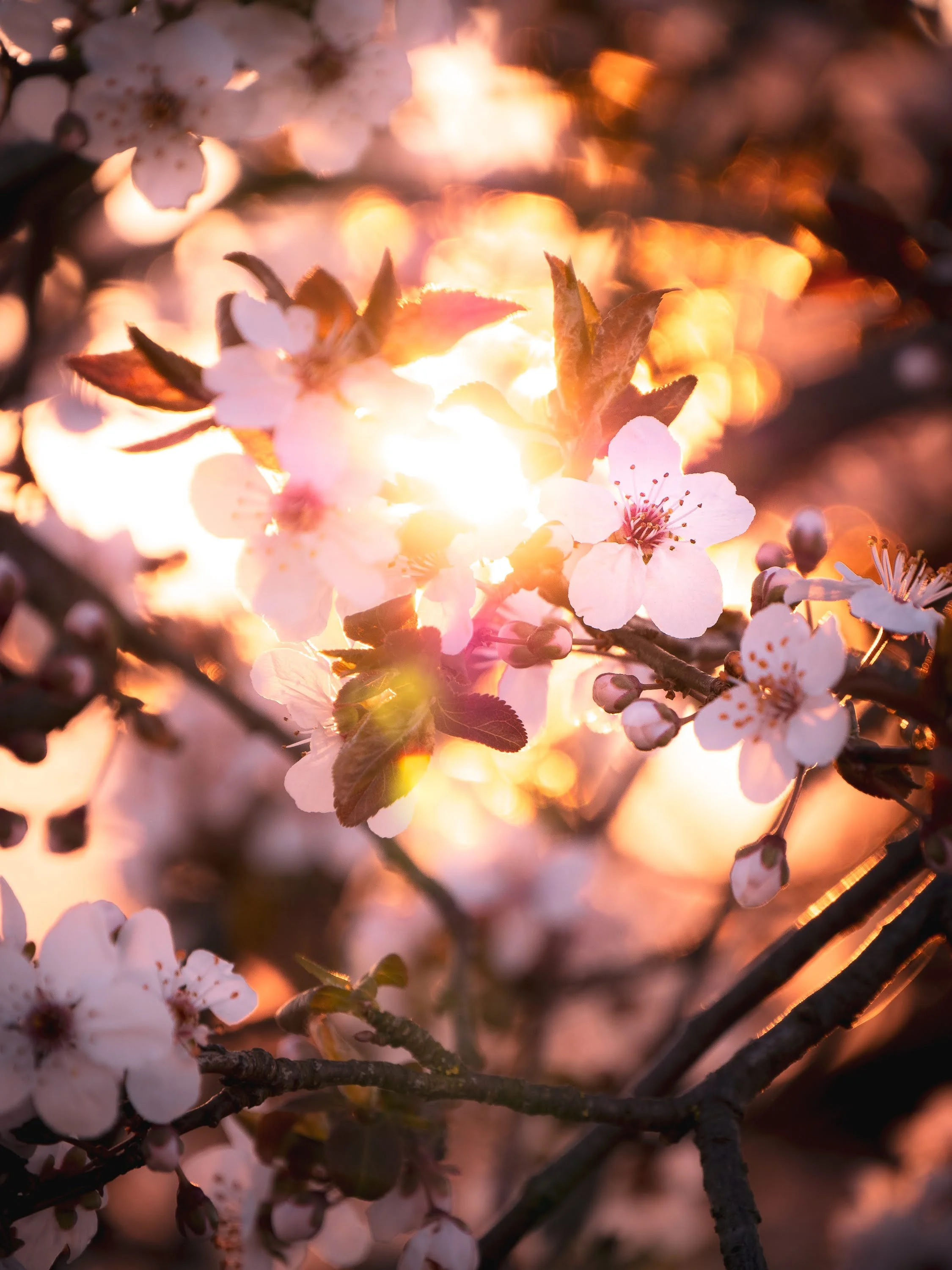 Goldenes Sonnenlicht scheint durch rosa Kirschblüten an einem Baum im Abendlicht