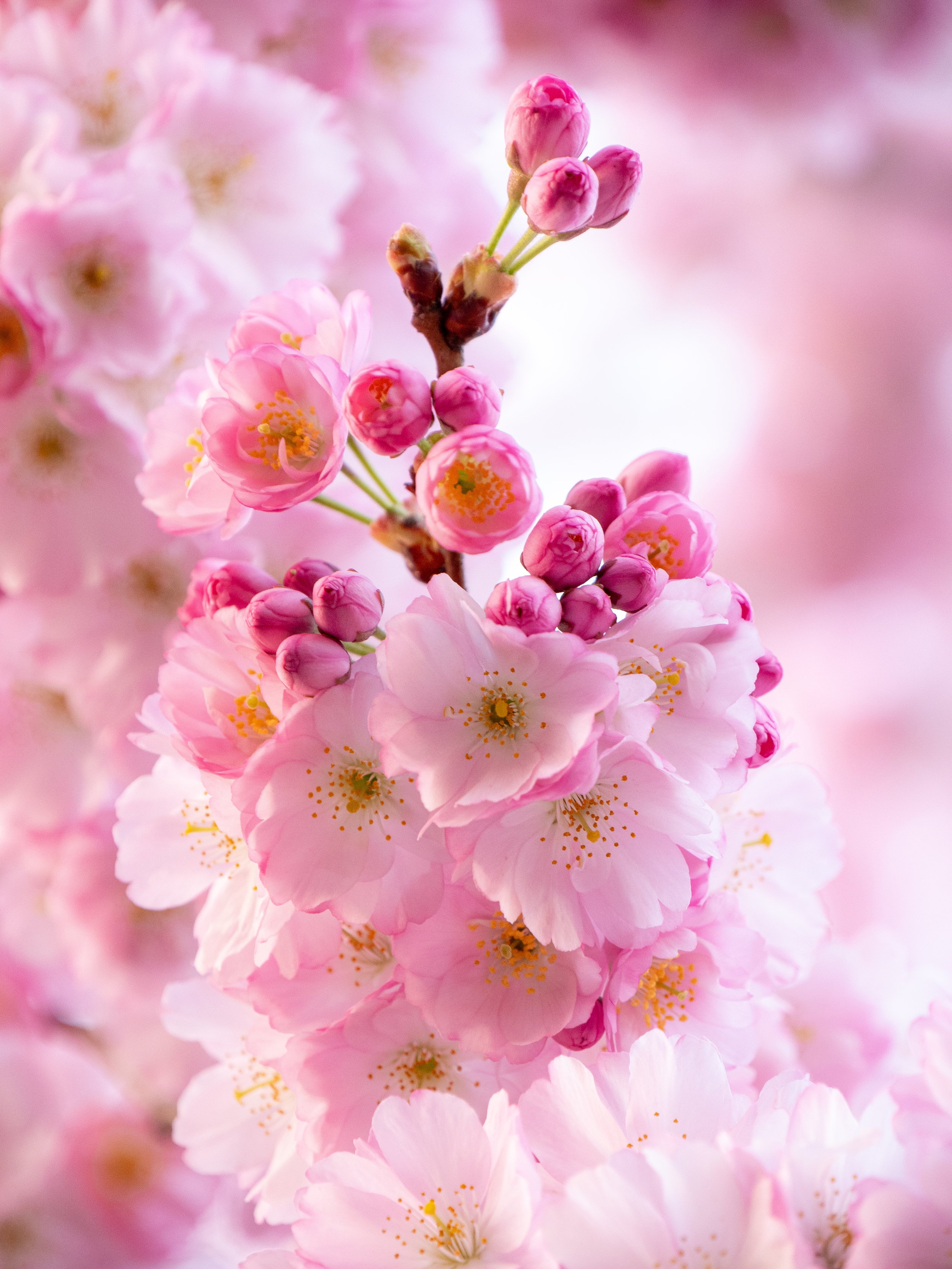 Oppulente japanische Kirschblüte. Einige pinke Knospen zwischen vielen rosa Blüten an einem Ast.
