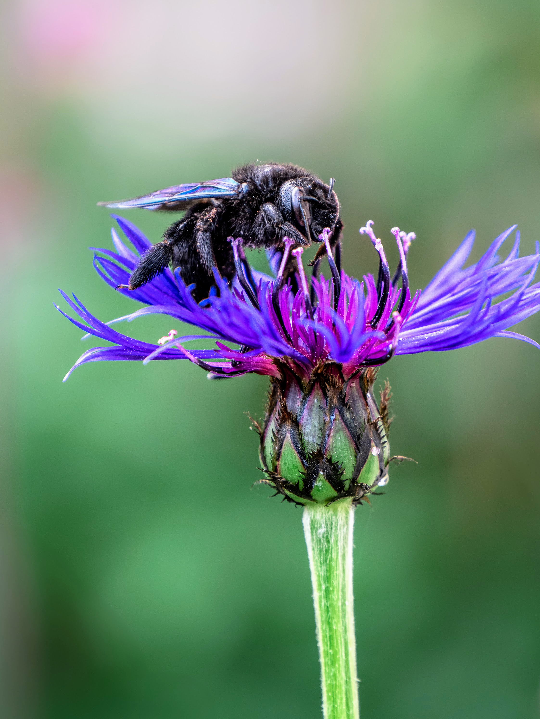 Blauschwarze Holzbiene auf einer Flockenblume