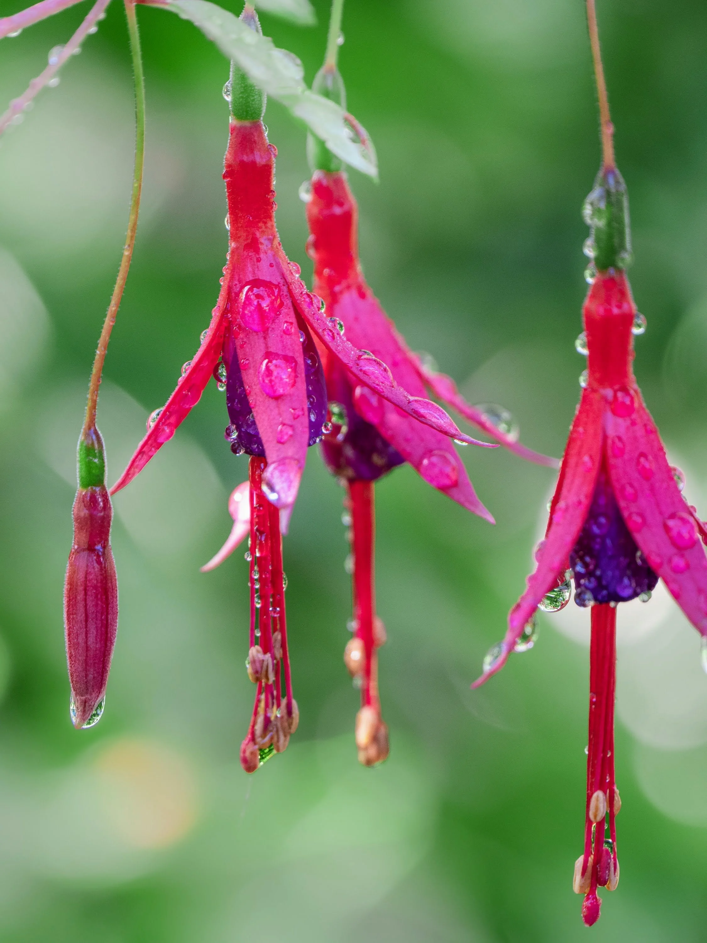 Von Tau bedeckte Fuchsien
