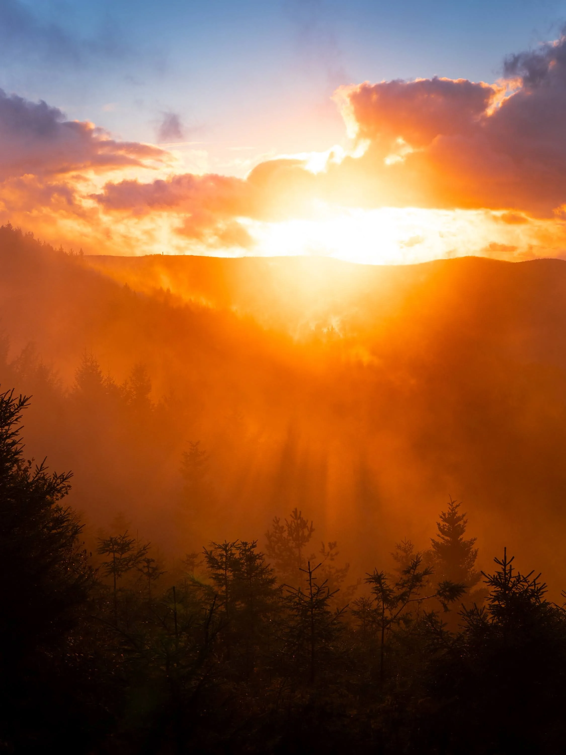 Orange glühende Nebelschwaden beim Sonnenuntergang am Kaltenbronn im Schwarzwald