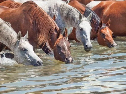 Why Water Matters, Especially During Summer