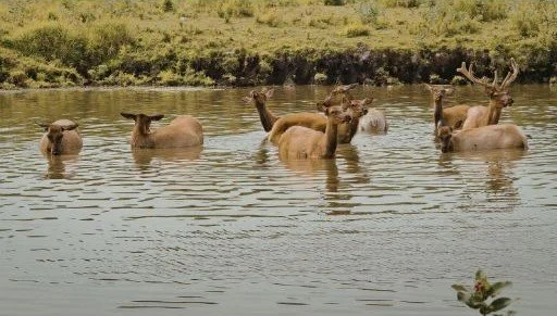 A herd of deer, does and a bucks with velvet on his antlers, standing in a pond in the middle of a field.