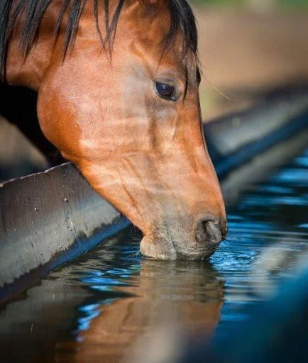 Horse with great nutrition drinking from a water trough