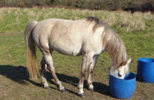 Gray horse standing in a field eating out of a blue bucket with another blue bucket in the background.