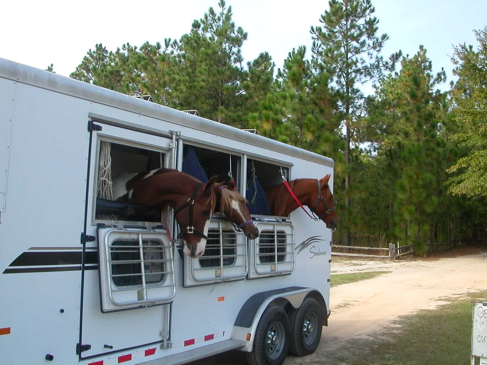 Supporting trail horses with nutrition