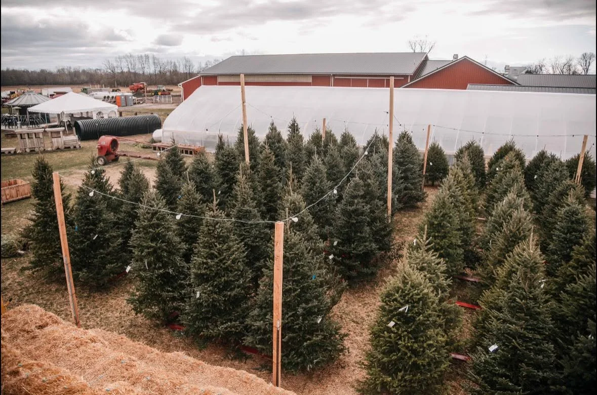 Christmas tree lot near Armada Michigan