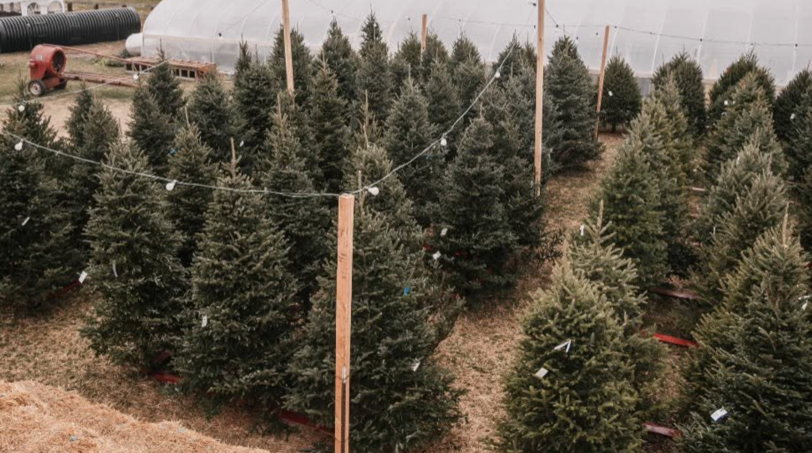 Fraser and Douglas fir tree lot near Macomb County