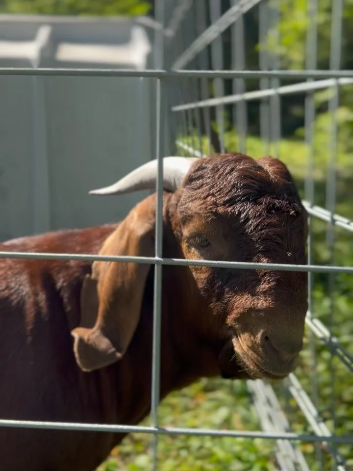 Welcoming Bruce to the farm! Hoping for baby goats this spring!  #hundredoaksfarm #genevail #genevaillinois #regenerativeag #boer #midwesthomestead