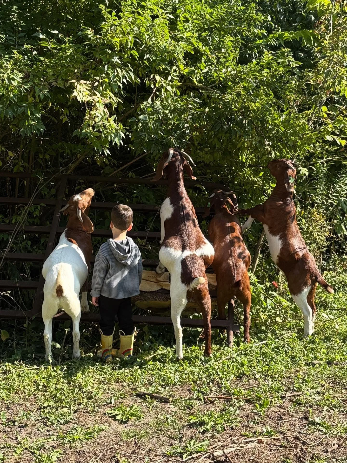 Mornings on the farm💕  #hundredoaksfarm #genevail #genevaillinois #midwesthomestead #regenerativeag #boergoats