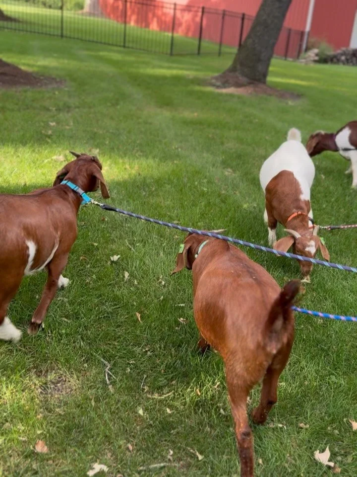 The ladies have arrived! 🐐Hoping they will help us clean up these pastures to get ready for cows, pigs and sheep!  #hundredoaksfarm #genevail #genevaillinois #midwesthomestead #regenerativeag #boergoats