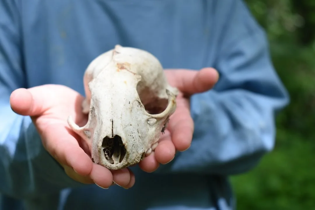 Farm finds while cleaning up the property! 
Not pictured: an unofficial Budweiser can collection that&rsquo;s clearly been in the making since 1975 
#genevail #genevaillinois #regenerativeag #farmtreasures #farmrehab #midwesthomestead #hundredoaksfar