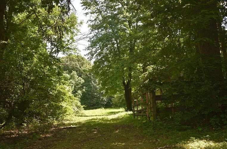 Little less jungle, little more pasture! Clean up crew getting this place ready for goats! 
#genevail #genevaillinois #midwesthomestead #hundredoaksfarm #illinoisfarm #barnrenovation #regenerativefarming #regenerativeagriculturemovement