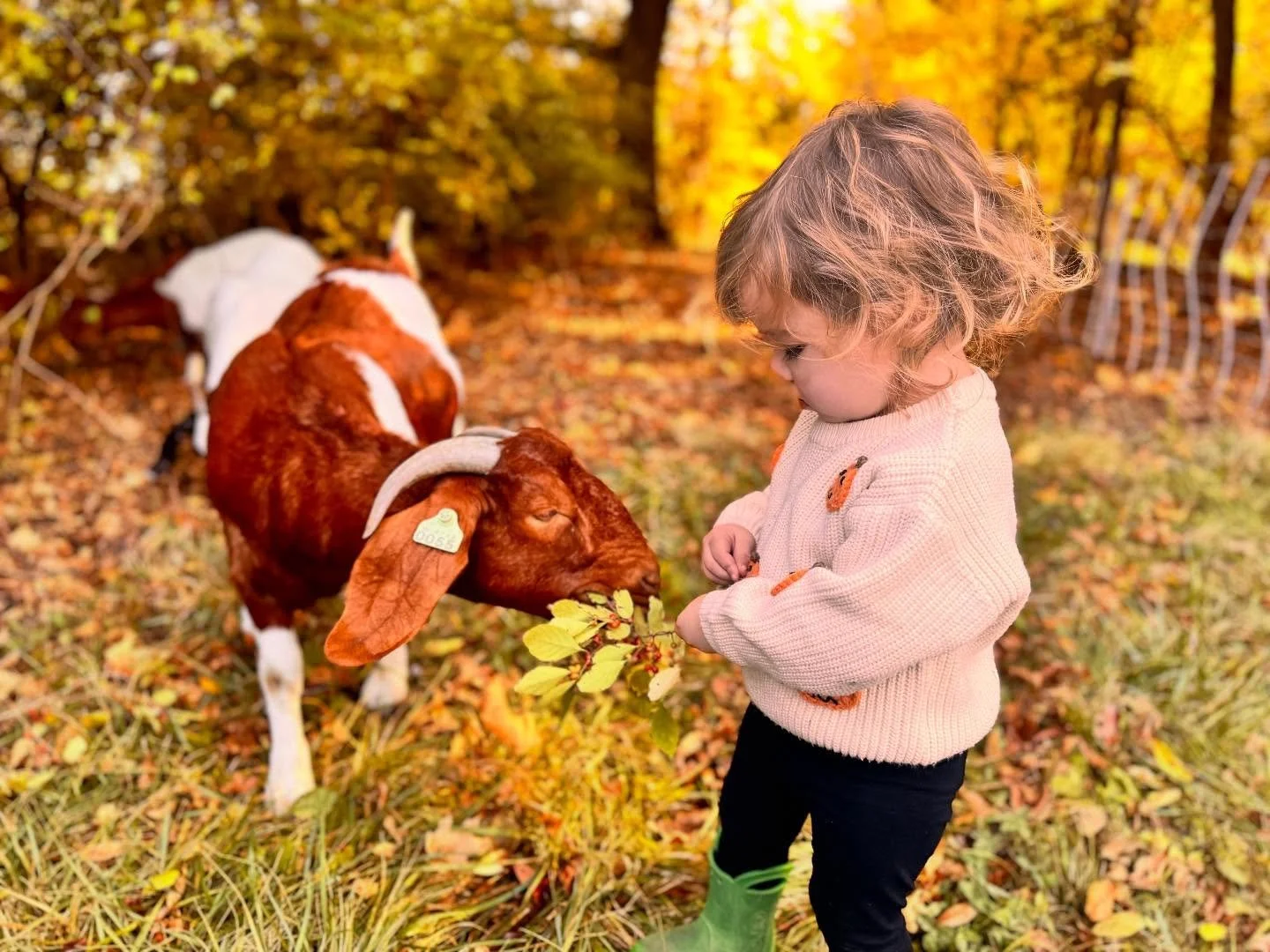 This week on the farm: goat clearing, bird watching, full moons and the piglets arrived!! 
#hundredoaksfarm #genevail #genevaillinois #midwesthomestead #regenerativeag #pigletsofinstagram #goatsofinstagram