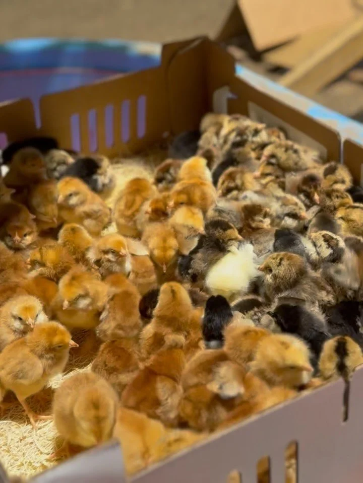 150 chicks have arrived🐣That&rsquo;s 500+eggs a week when they start laying! Once they are old enough to leave the brooder, they will be out in the pasture with the goats, sheep and eventually cows!  #hundredoaksfarm #genevail #genevaillinois #stcha