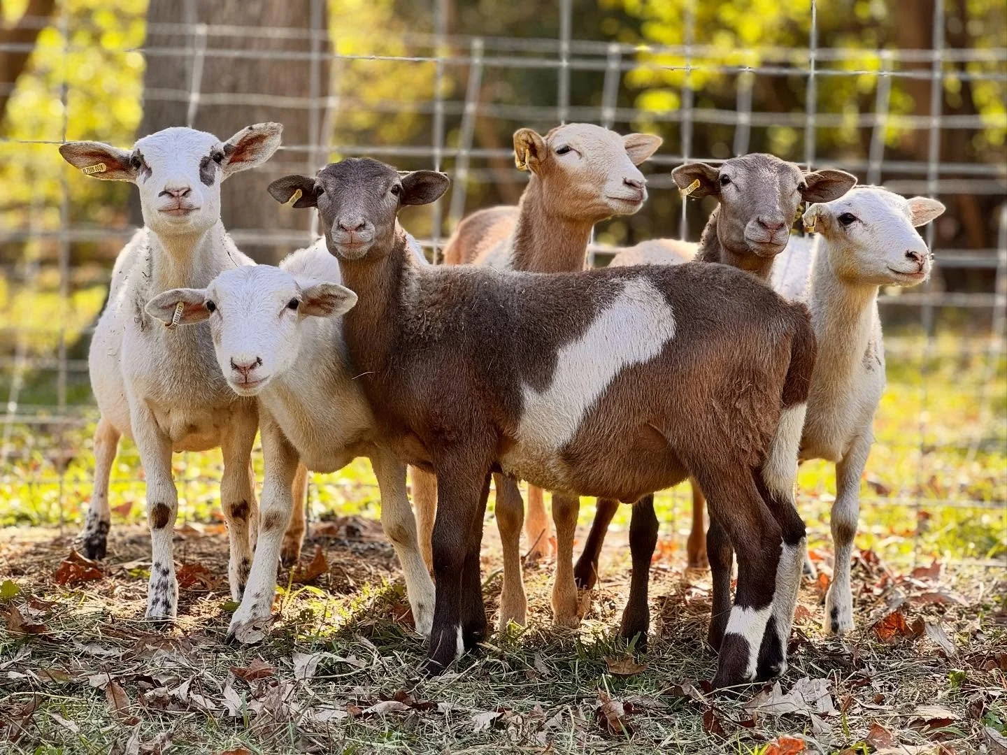 Couldn&rsquo;t have asked for a better color palette! Welcome to Hundred Oaks, fellas! #hundredoaksfarm #genevail #genevaillinois #stcharlesil #bataviail #midwesthomestead #regenerativeagricture #hairsheepofinstagram