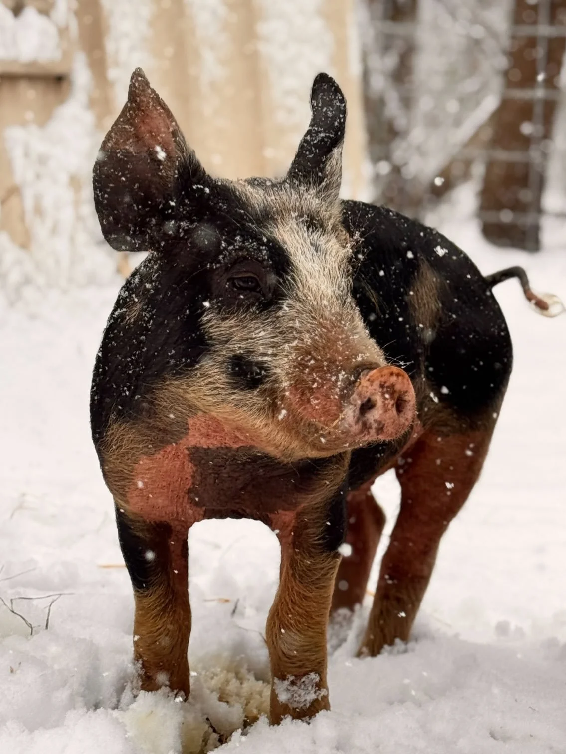 Winter isn&rsquo;t so bad #snowpigs #hundredoaksfarm #genevail #stcharlesil #bataviail #midwesthomestead #regenerativeag #berkshirepork #tricitiesillinois