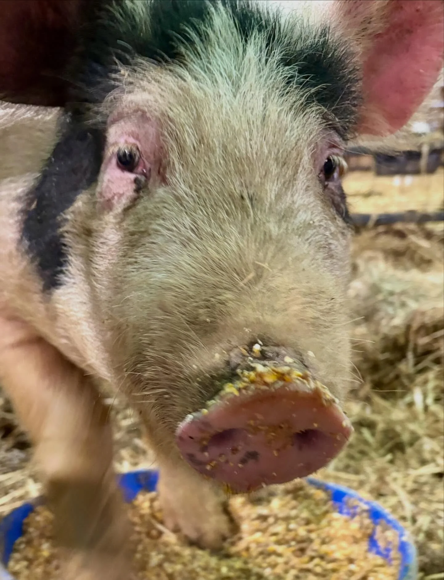 Quiet winter progress.

Pigs growing steadily through the cold.
Local spent grain from Riverlands turning into nutrition.
Sable and the other goat moms are due in three weeks.

Spring processing begins in April.