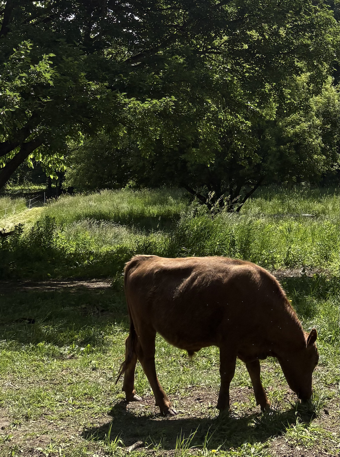 ½ Dexter Beef Share — Reservation Deposit