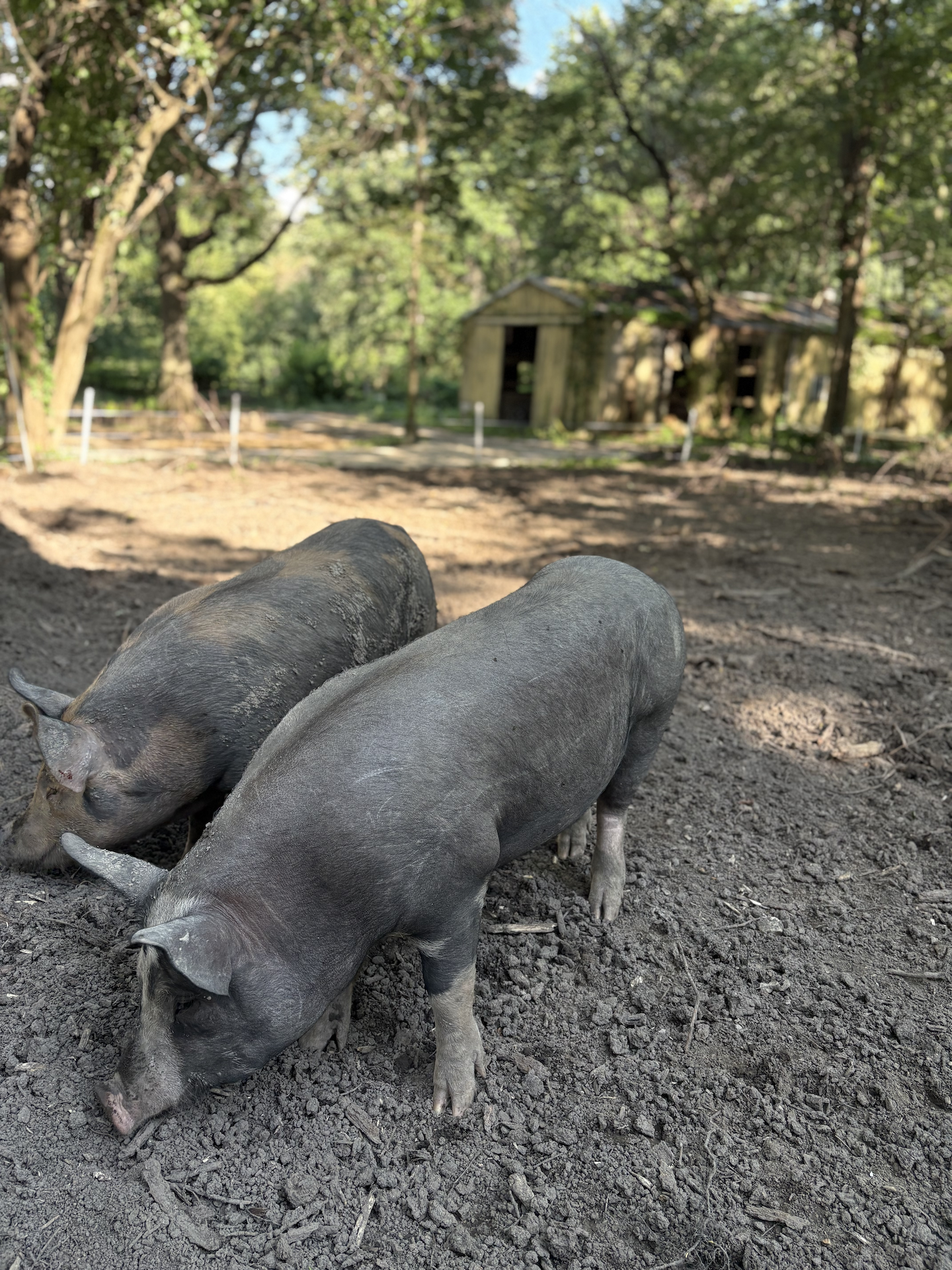 ½ Berkshire Pork Share — Reservation Deposit