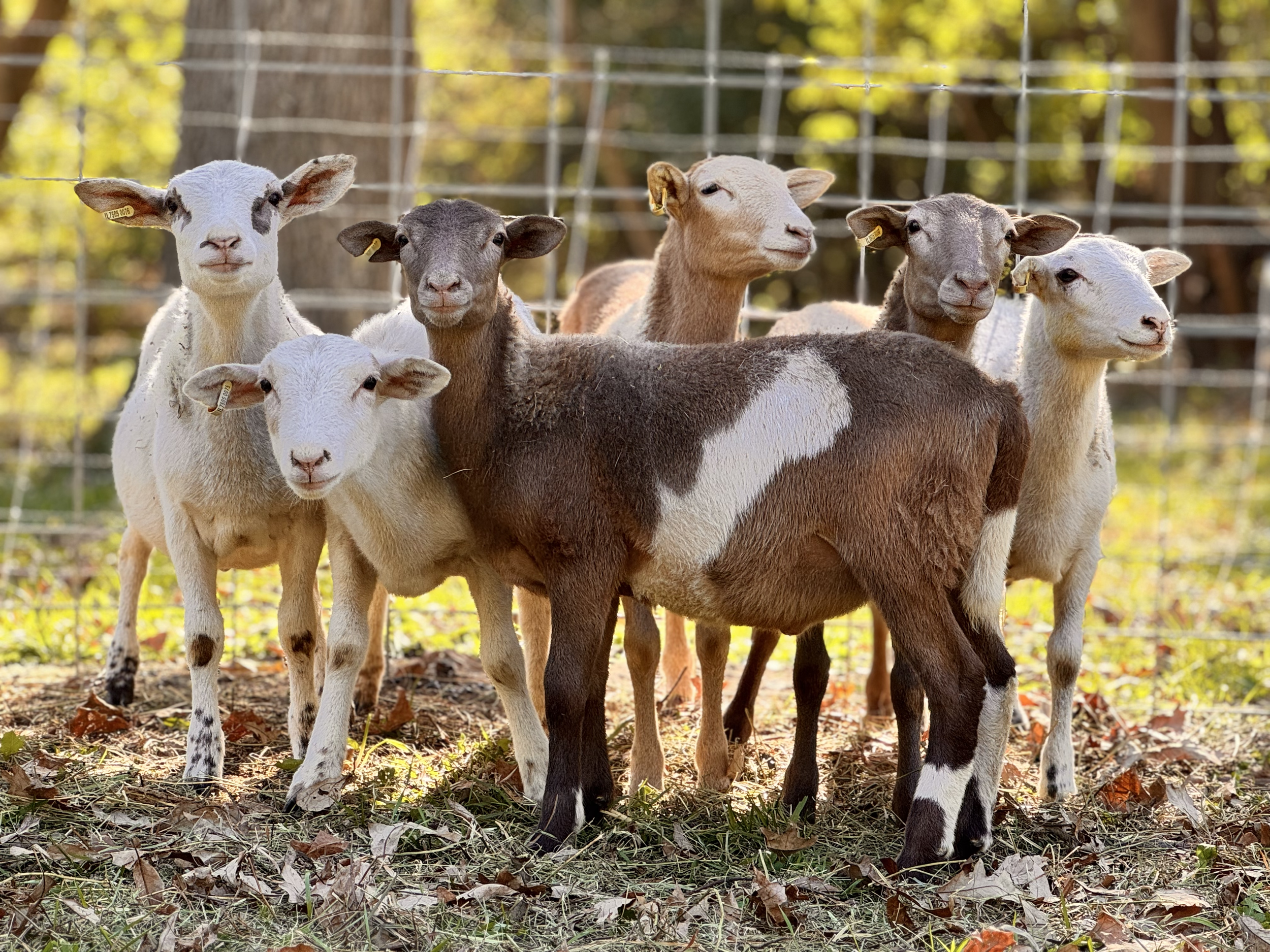 Whole Grass-Fed Lamb Share — Reservation Deposit