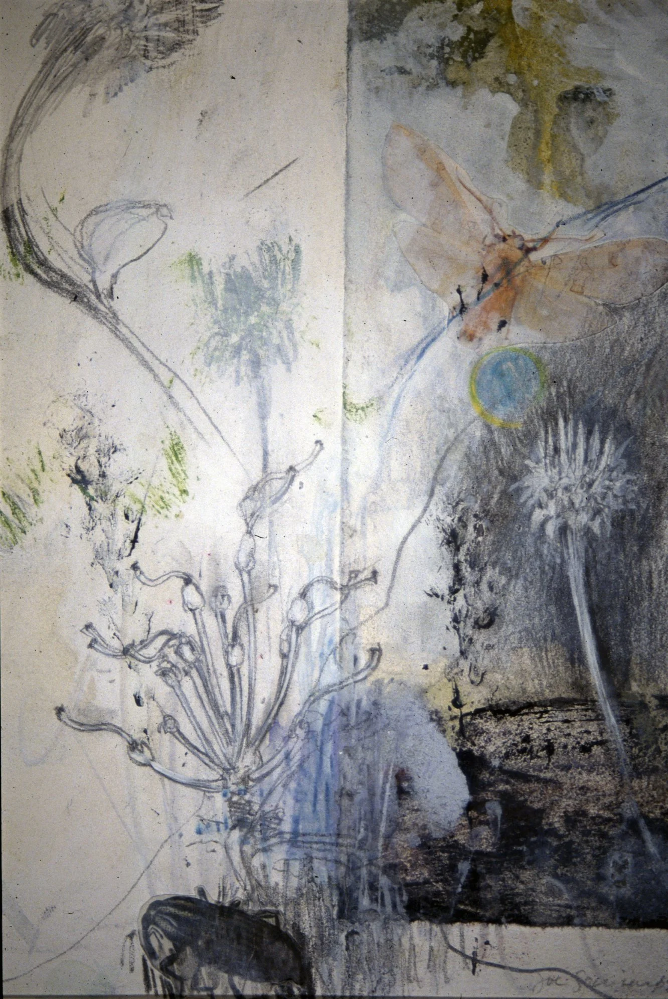FLORAL
Graphite and gesso on Bristol Board
11" x 15"
c. 2002