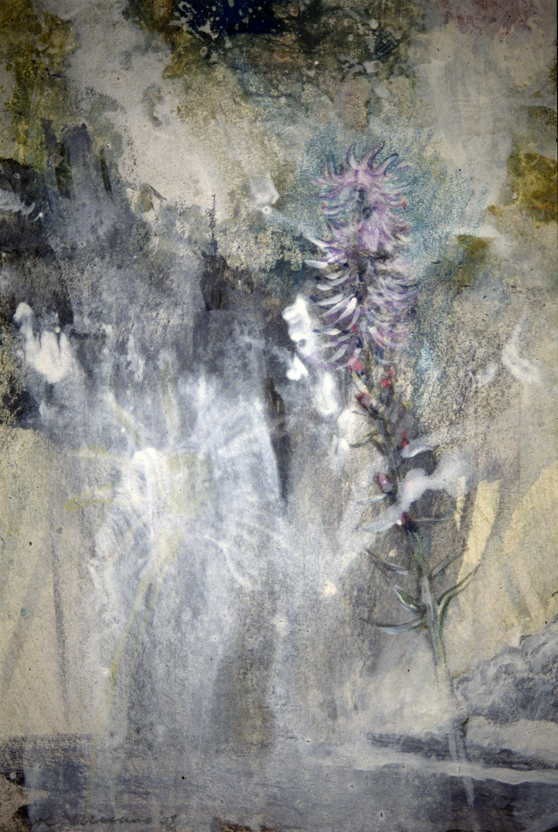 FLORAL
Graphite and gesso on Bristol Board
11" x 15"
c. 2002