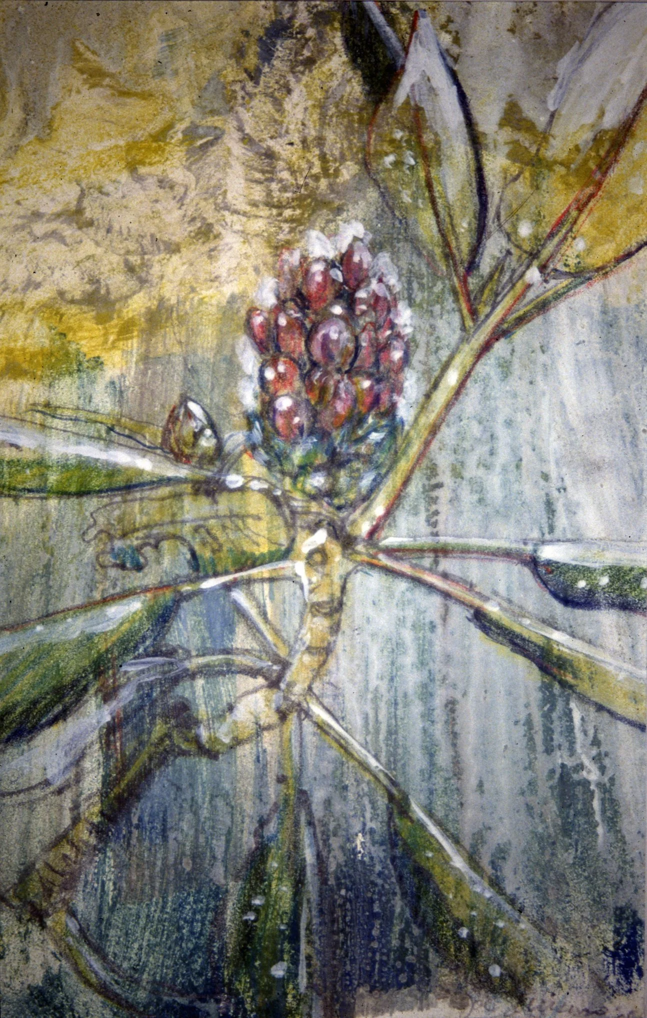 RHODODENDRON
Graphite and gesso on Bristol Board
11" x 15"
c. 2002