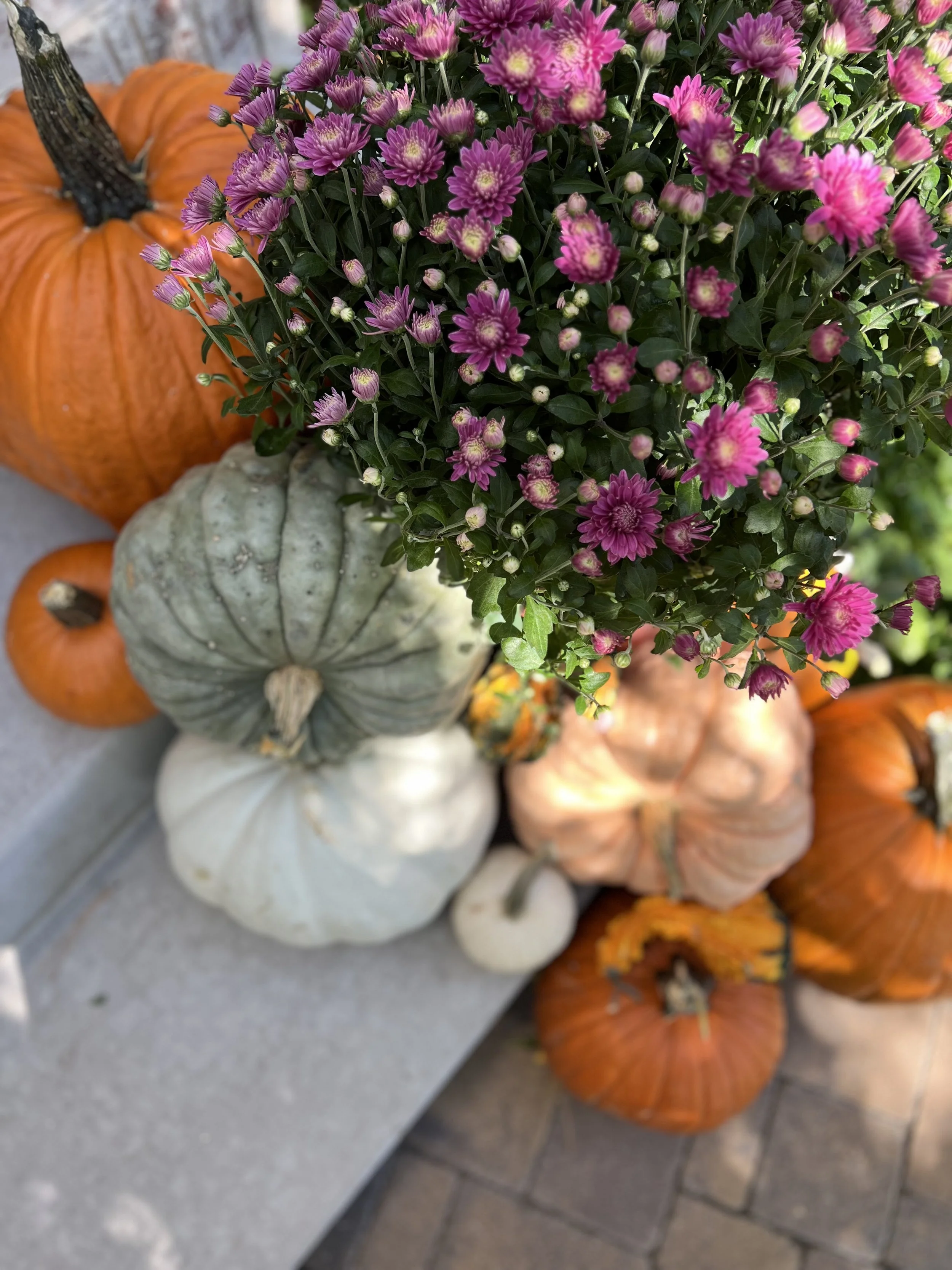 IMG_6220.jpeg