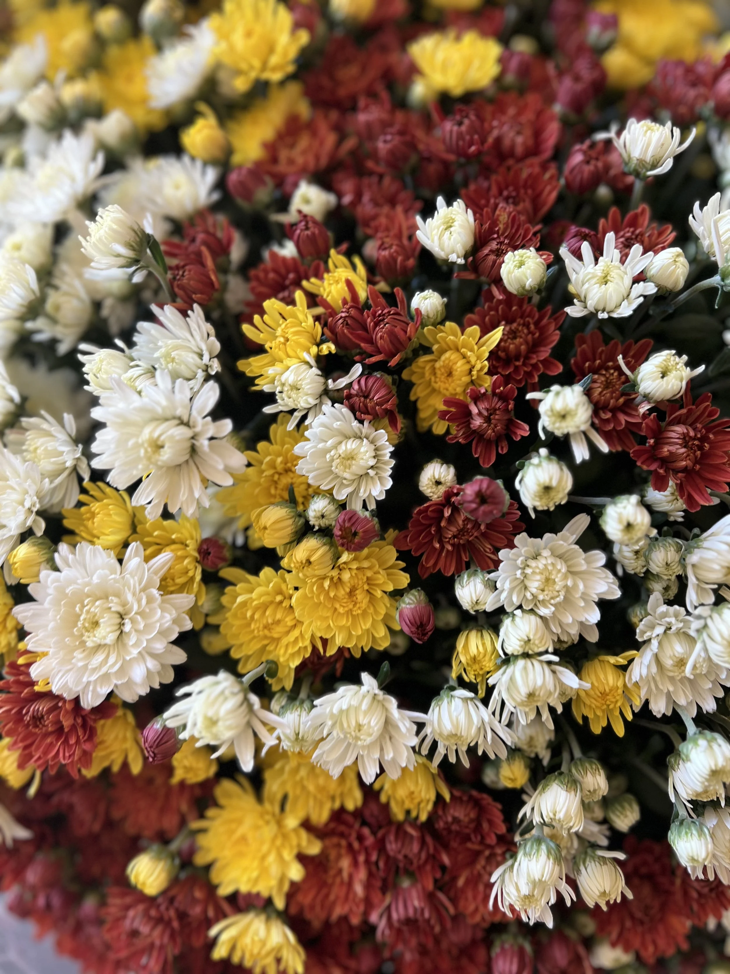 IMG_6200 2.jpeg
