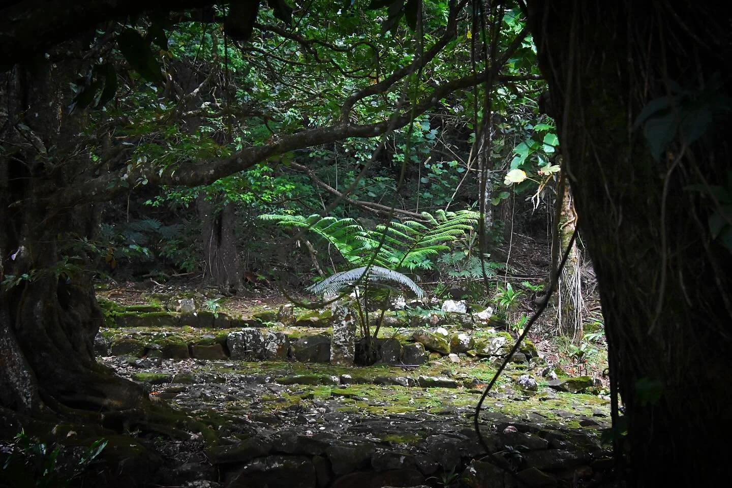Some photos of another Rarotongan marae site (sacred meeting space/outdoor temple). Marae are a common archaeological site type across Polynesia, including Tonga (mala&rsquo;e), Samoa (malae), the Marquesas (me&rsquo;ae), Rapa Nui aka Easter Island (